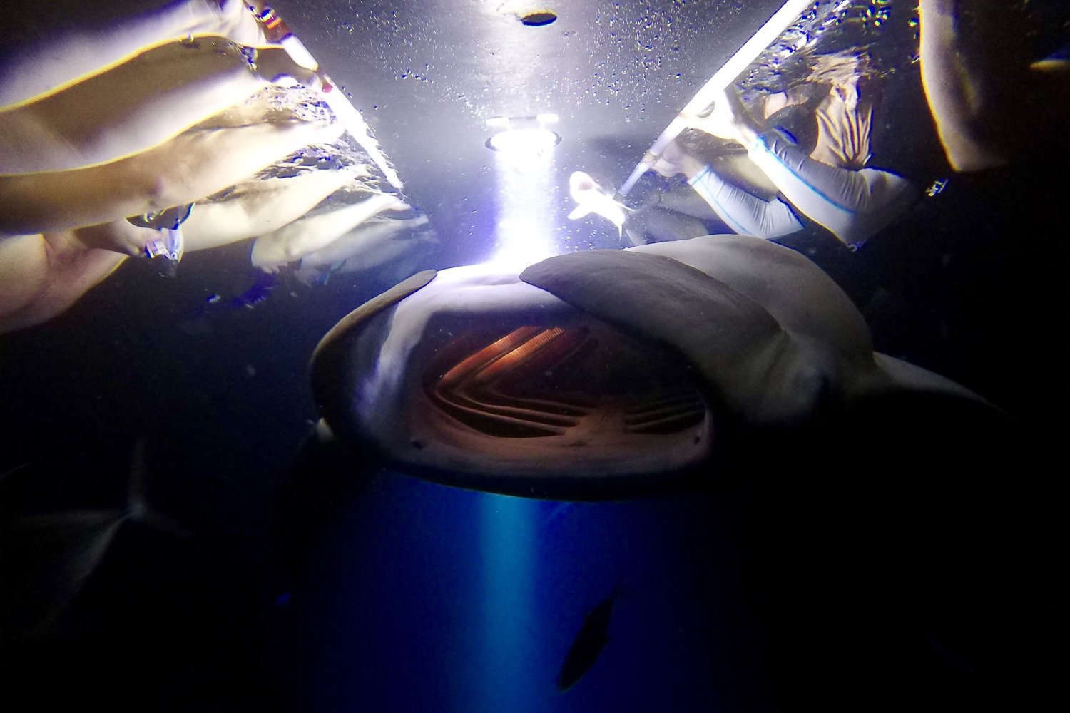 Big Island: Night Swim with Manta Ray with Hot Chocolate - 2026 (Verified Reviews)