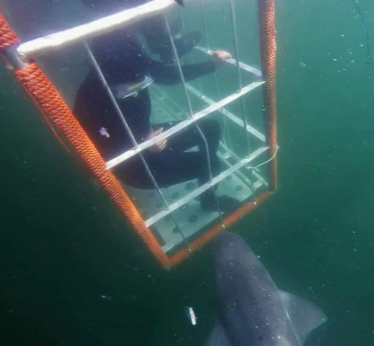 Cape Town Shark Cage Diving Adventure