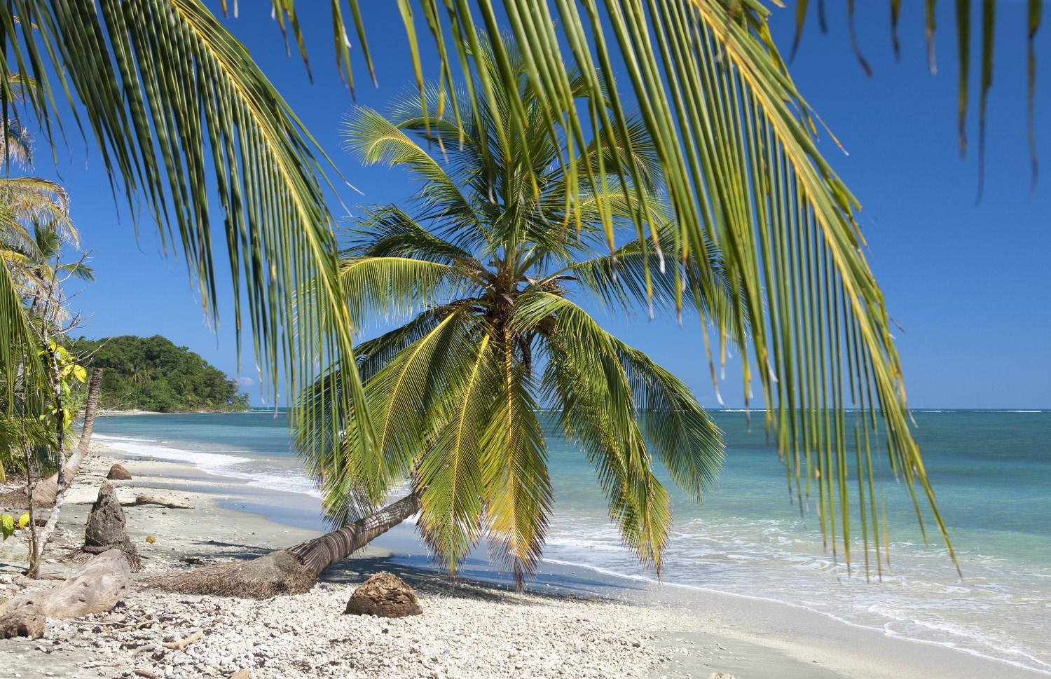 Cahuita Snorkel & Rainforest Wildlife Trek