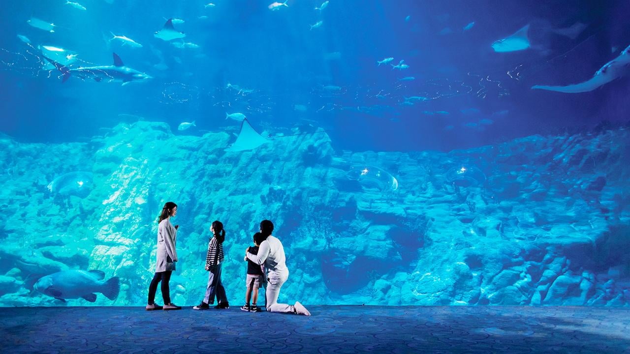 Hong Kong Elite Evening: Harbour Cruise, Aquarium Dining & Peak Experience
