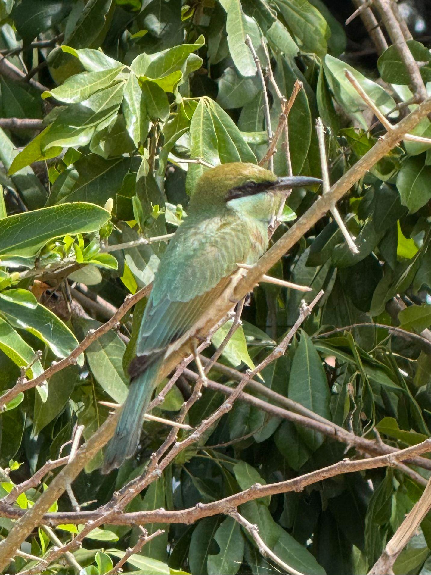 Full-Day Wilpattu National Park Safari from Anuradhapura
