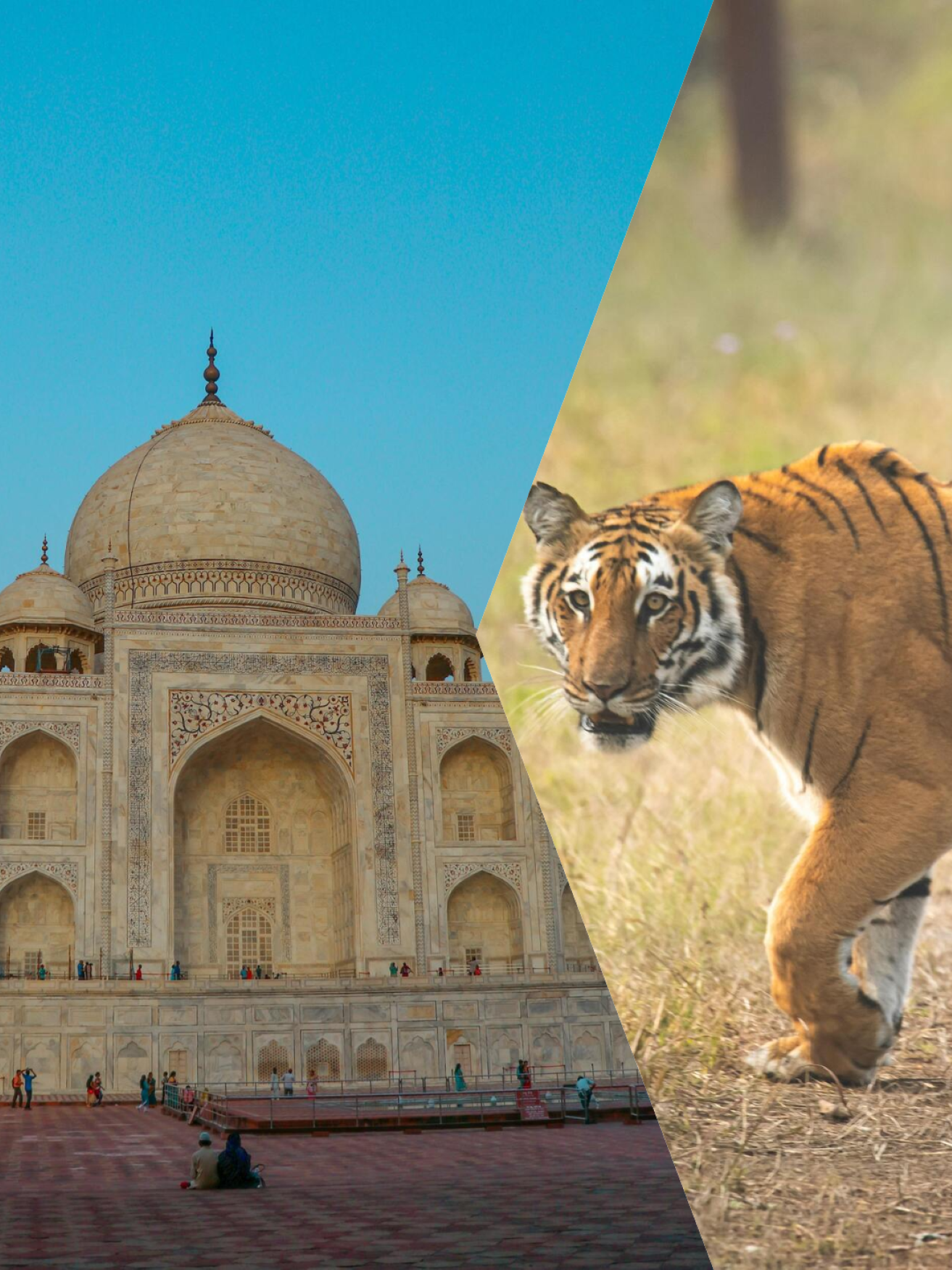Golden Triangle & Safari: Delhi, Agra, Jaipur Multi-Day Adventure