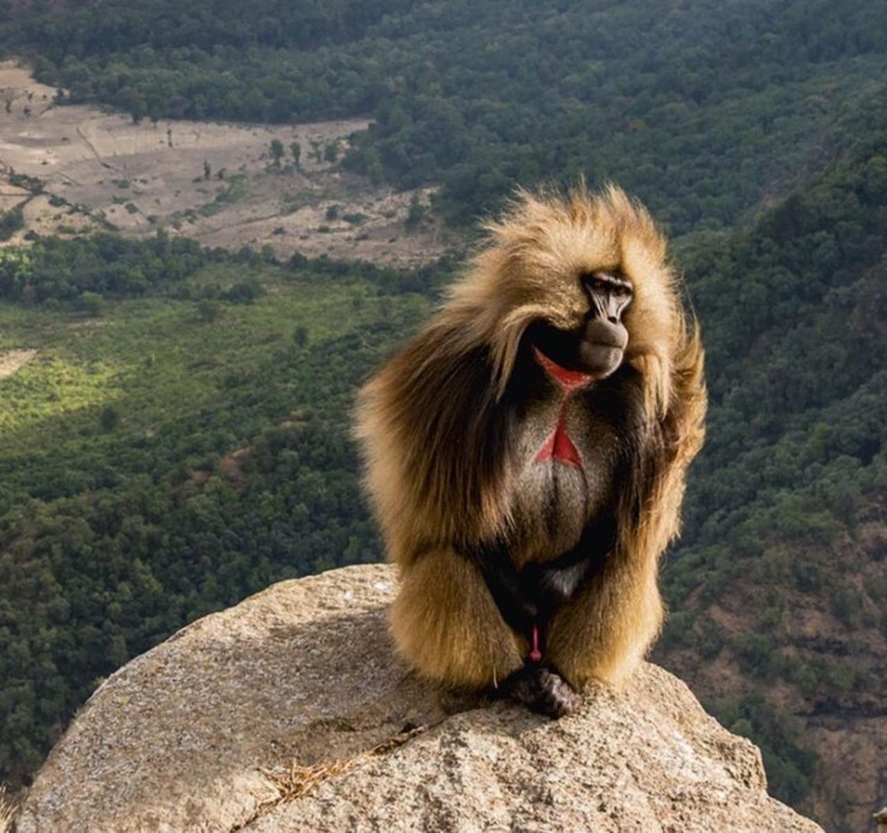 Debre Libanos Monastery Tour & Gelada Baboon Trek from Addis Ababa