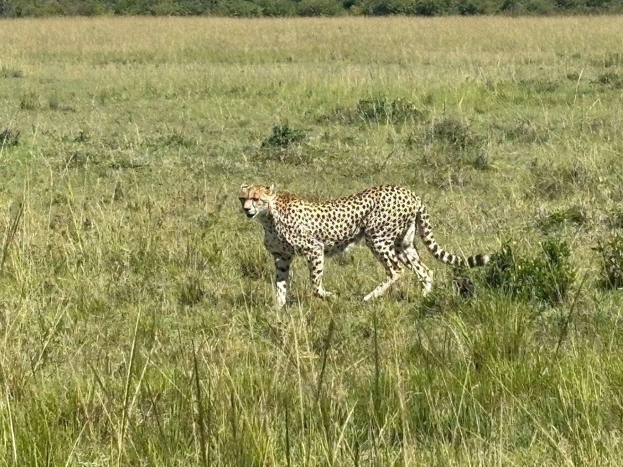 3-Day Maasai Mara Shared Jeep Safari from Nairobi