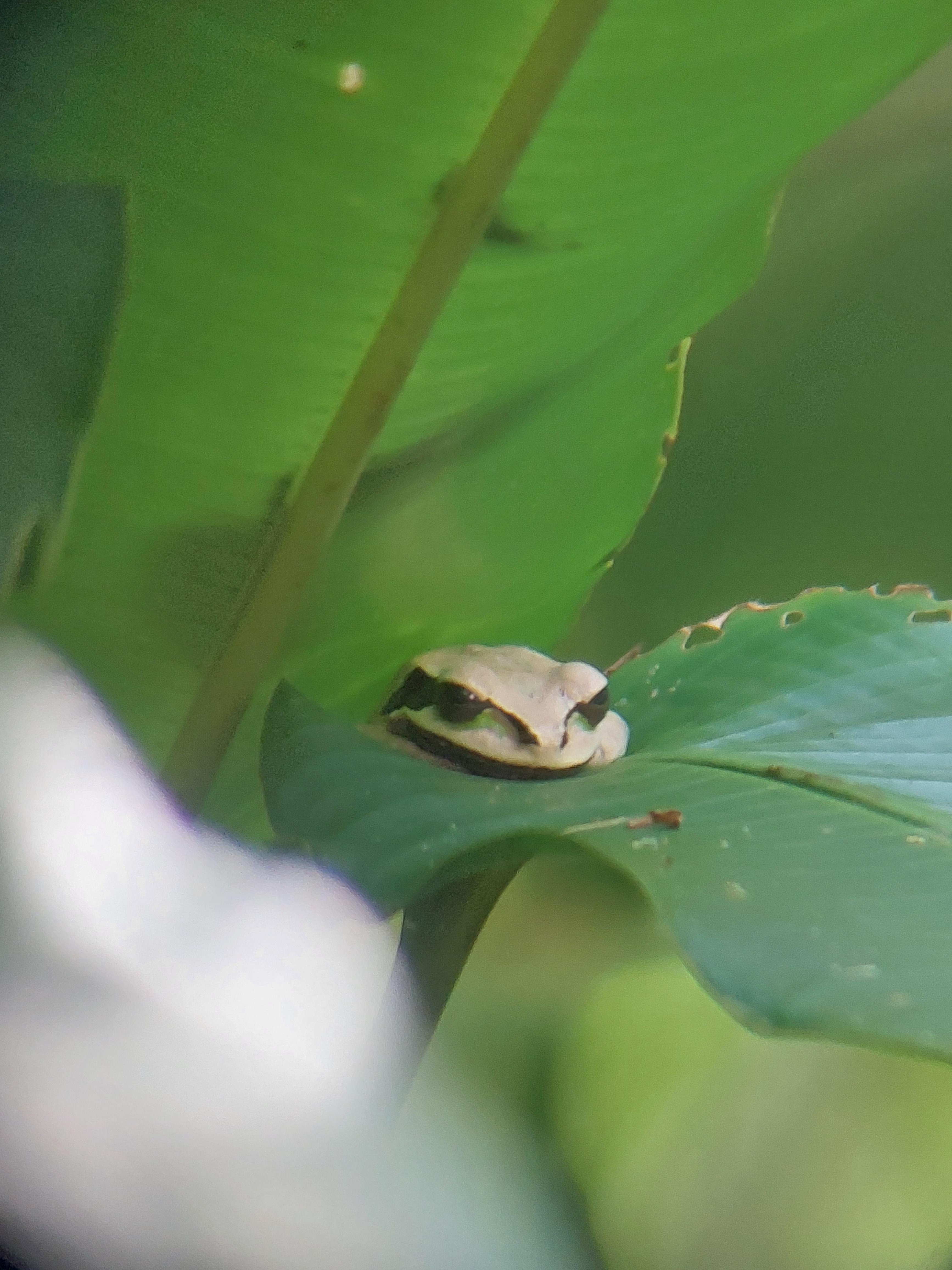 Manuel Antonio National Park: Expert-Guided Wildlife Hike