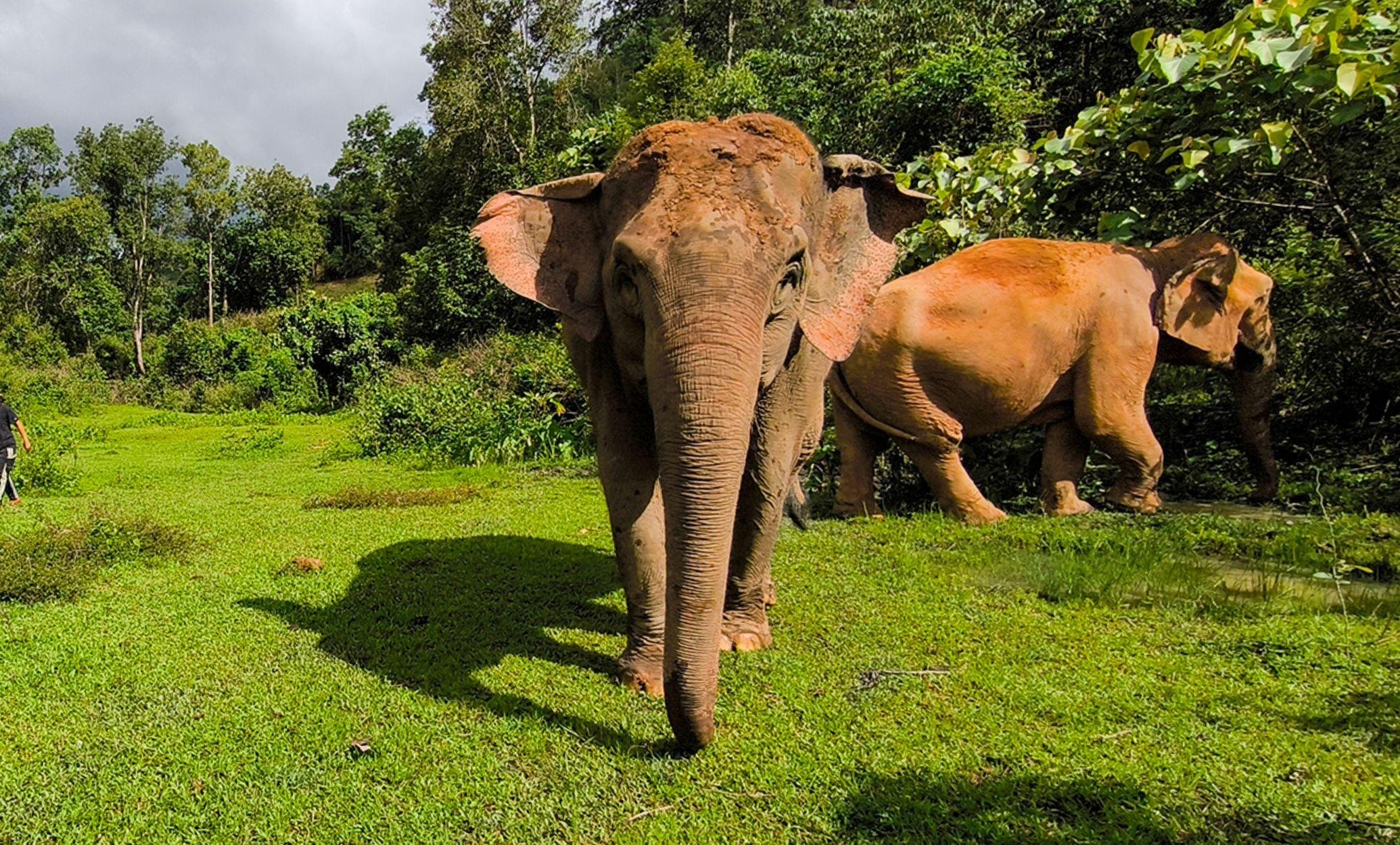 Elephant Sanctuary & Wang River Bamboo Rafting