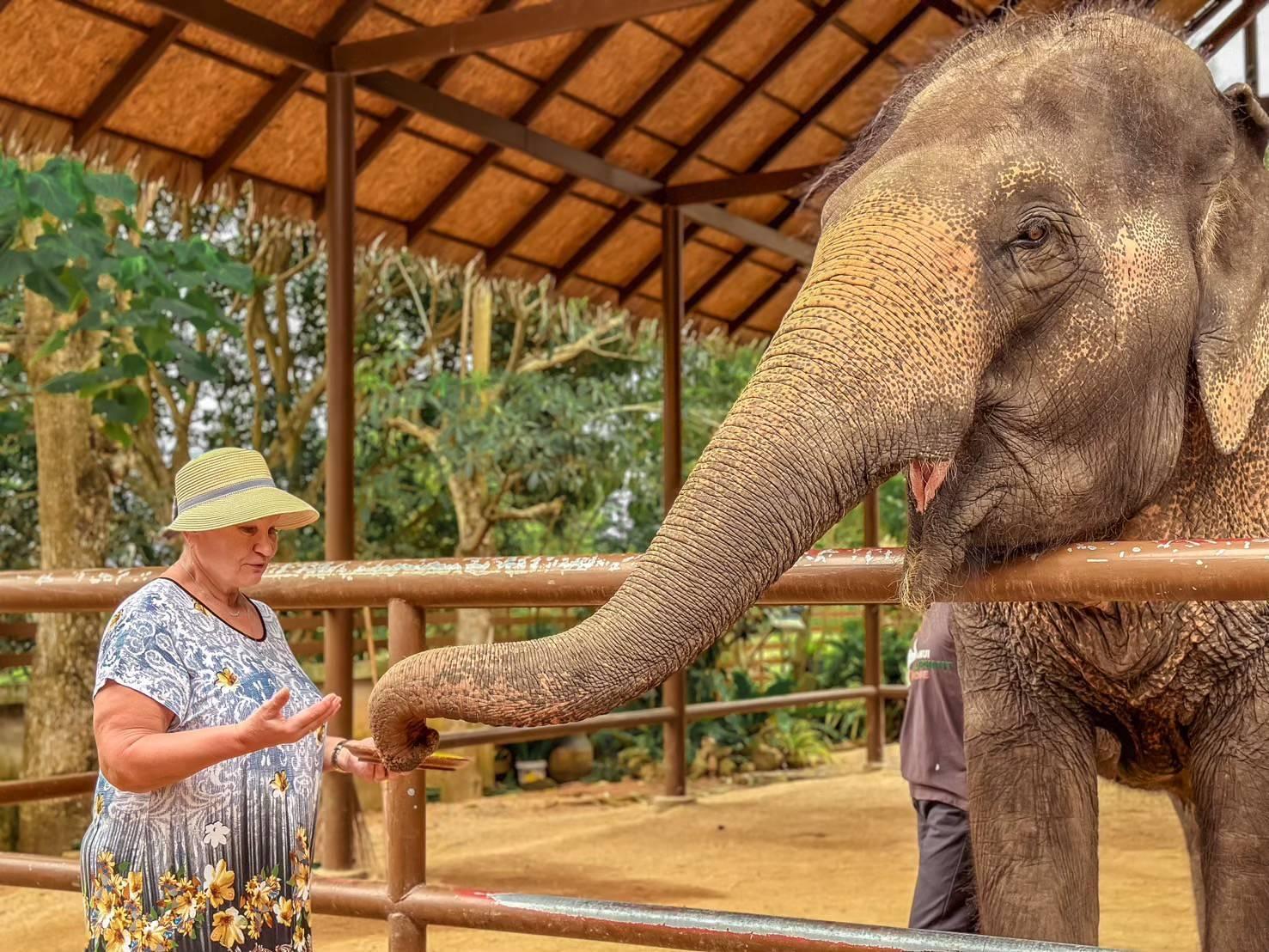 Samui: Ethical Elephant Care & Nutrition Workshop