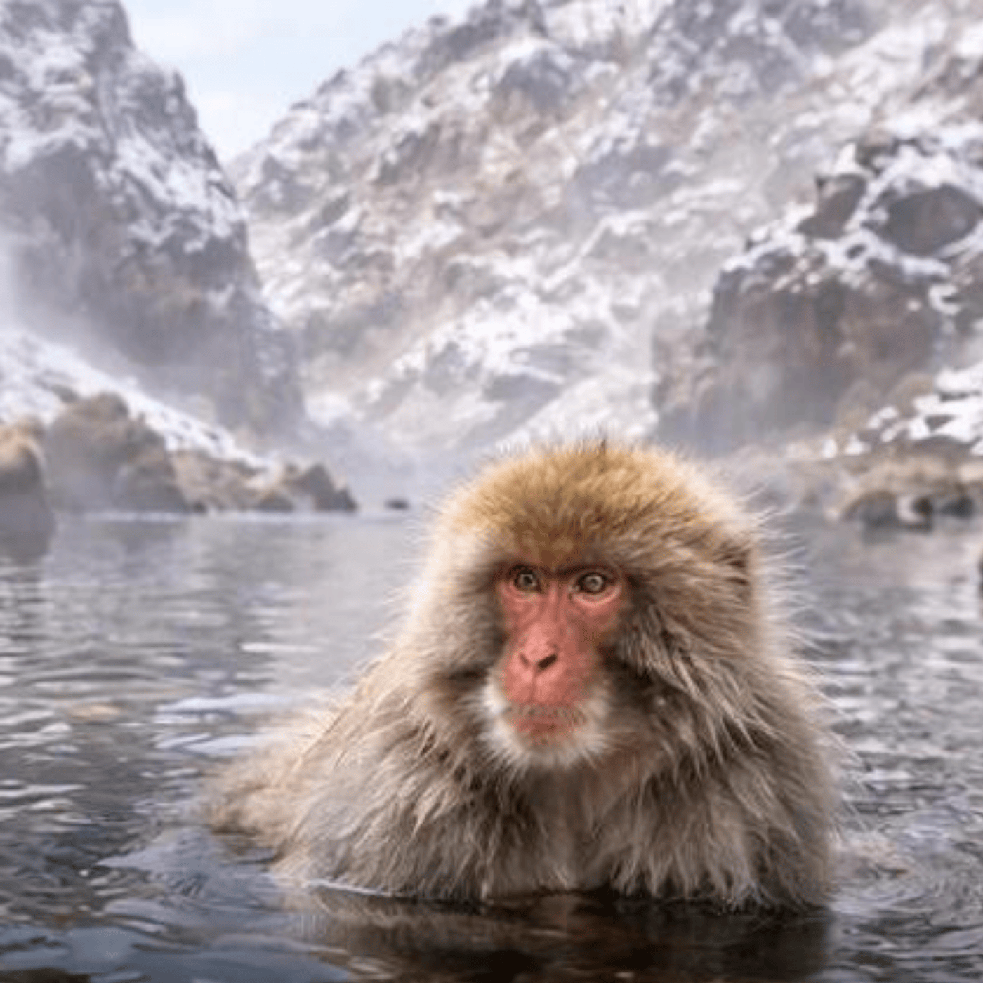 Nagano Snow Monkeys & Temples Private Full-Day Tour from Tokyo or Nagano