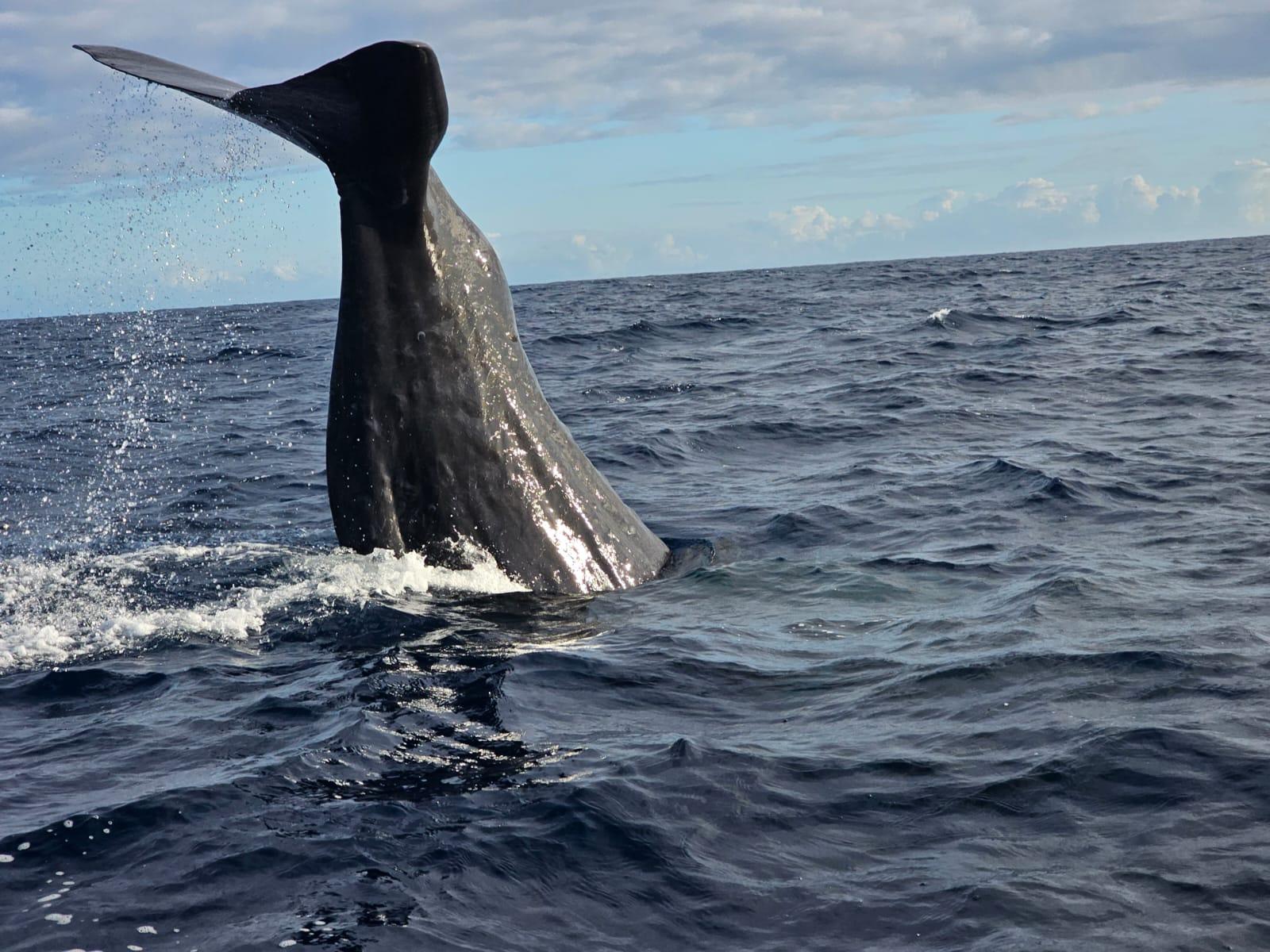 West Coast Whale Watching Speedboat Adventure