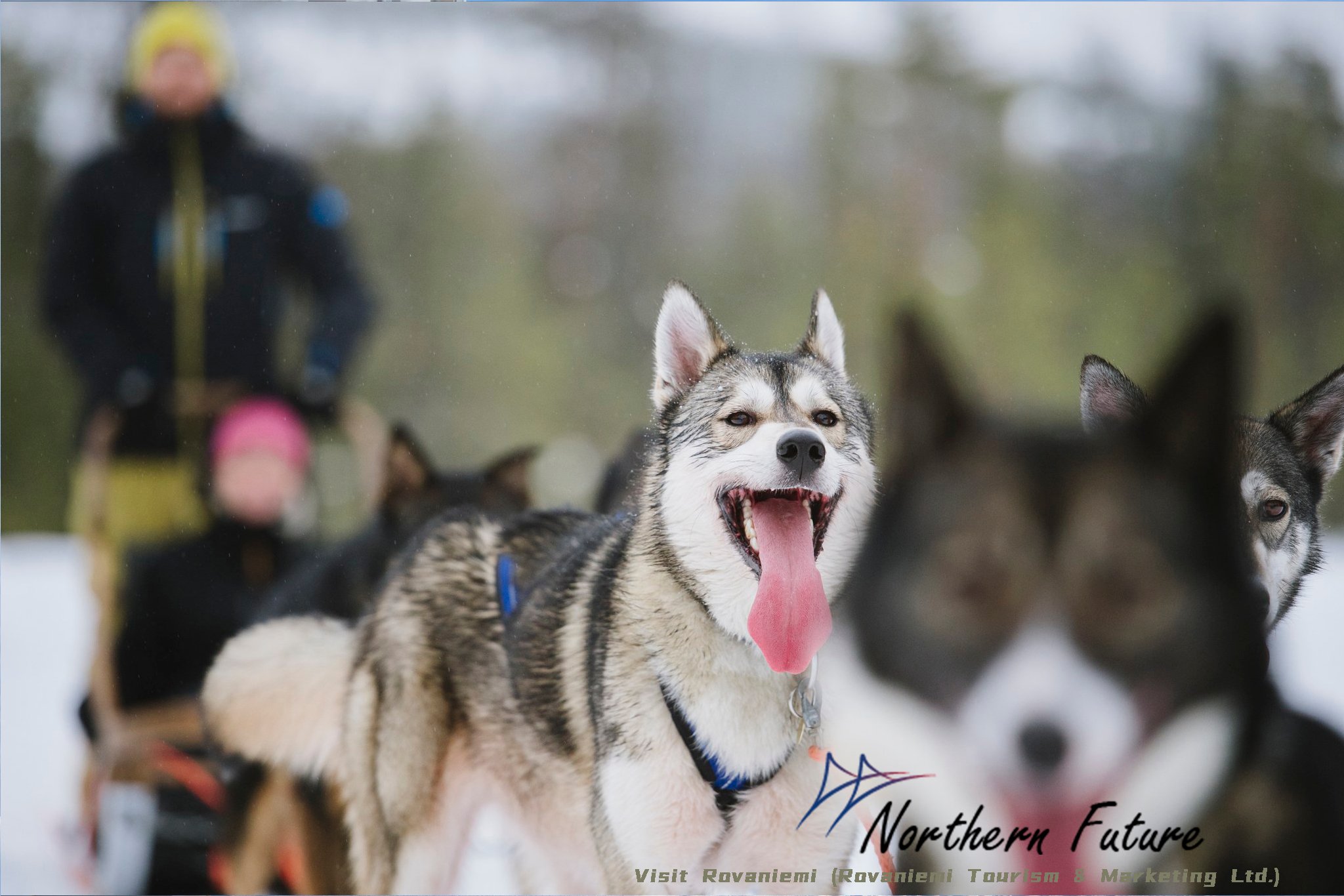 Rovaniemi Reindeer, Husky & Northern Lights BBQ Safari