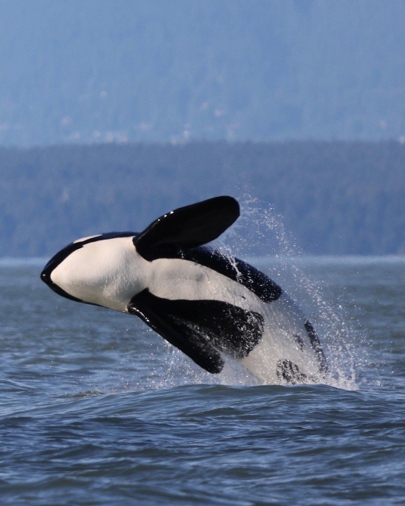 Vancouver whale watching tour — orcas and marine wildlife in the Salish Sea — image 1