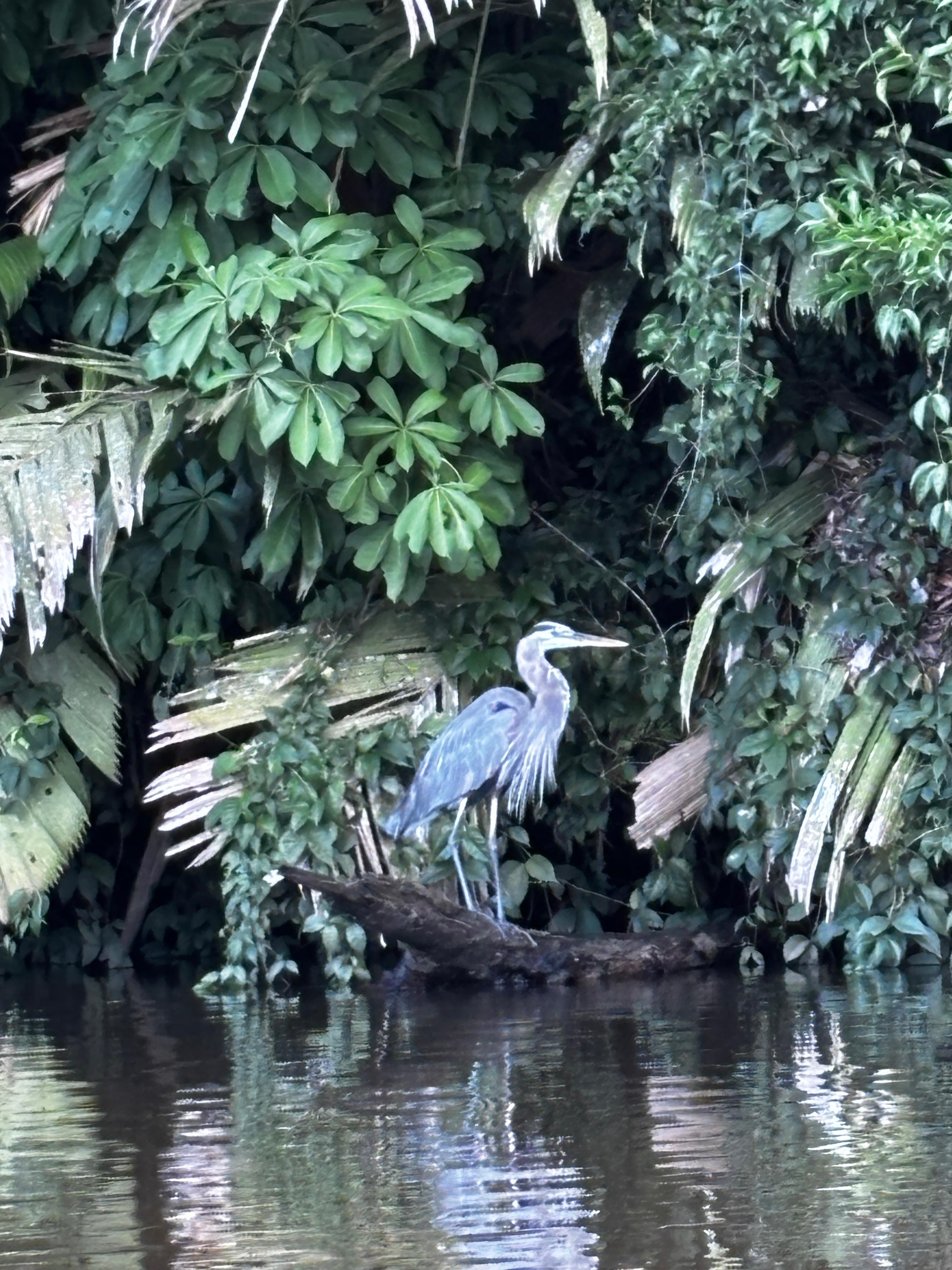 Tortuguero 2-Day Eco Adventure: Canoe, Jaguar Trail, Night Walk & Turtle Nesting