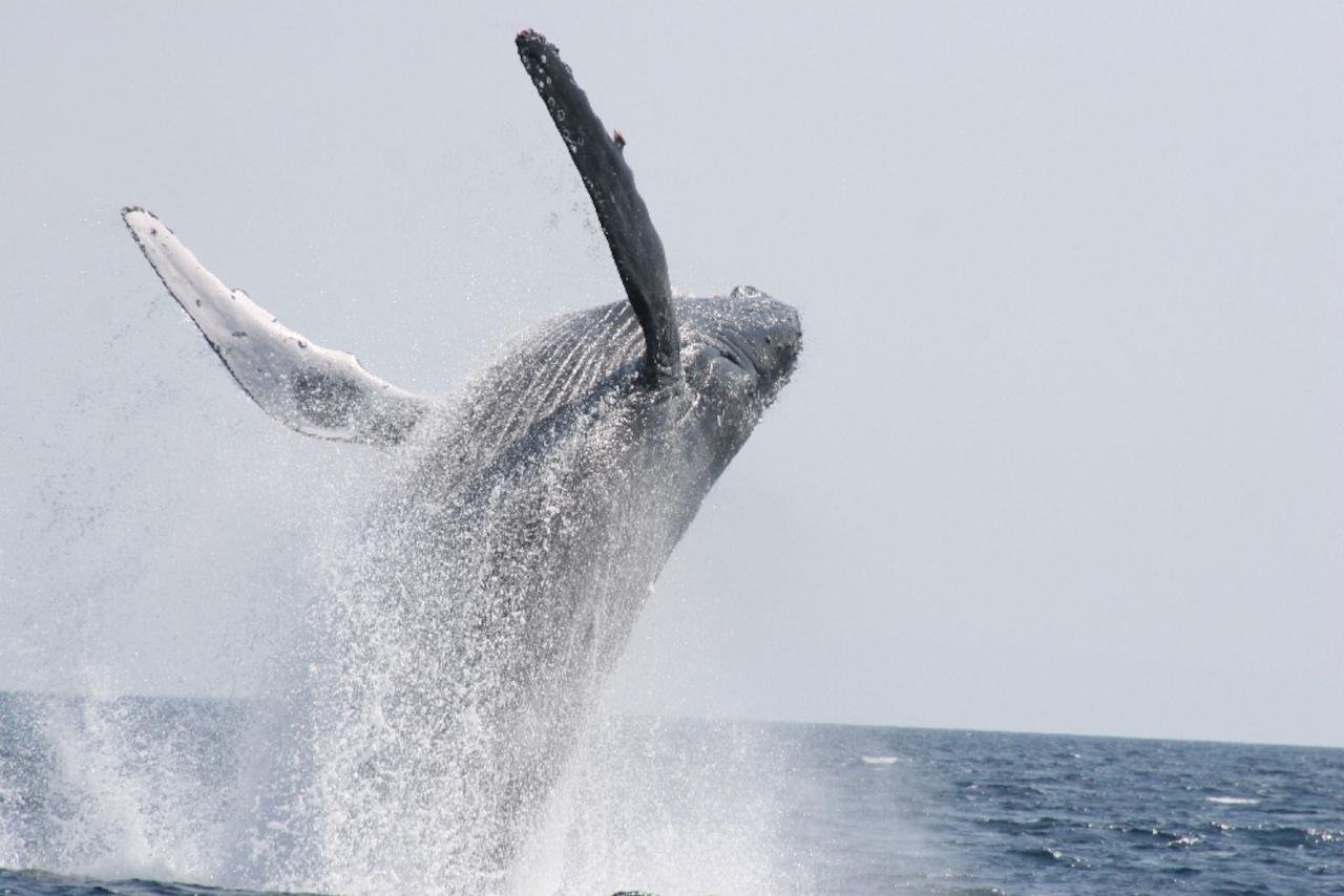 Okinawa Humpback Whale Watching from Chatan