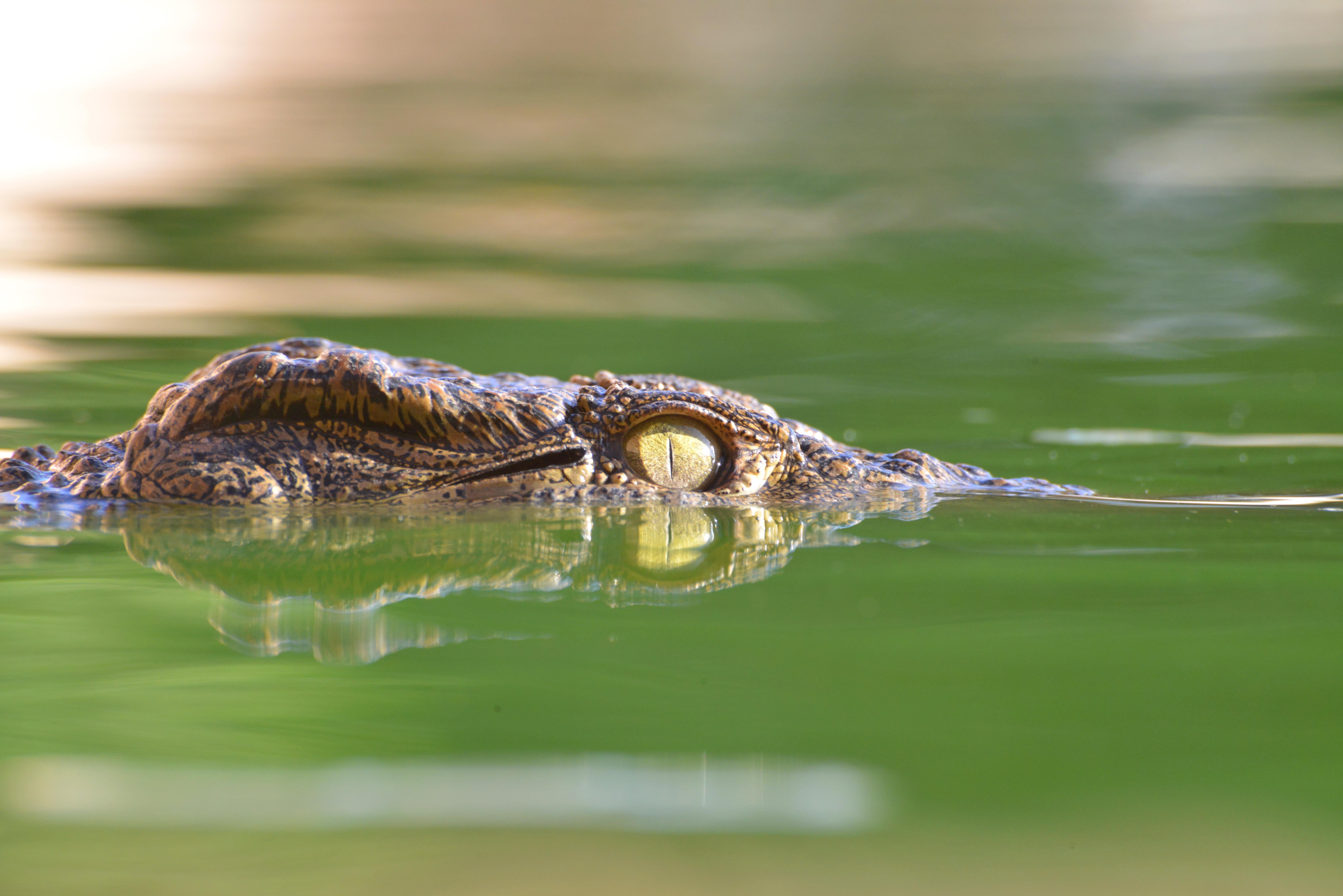 Agadir: Crocoparc Skip-the-Line Admission
