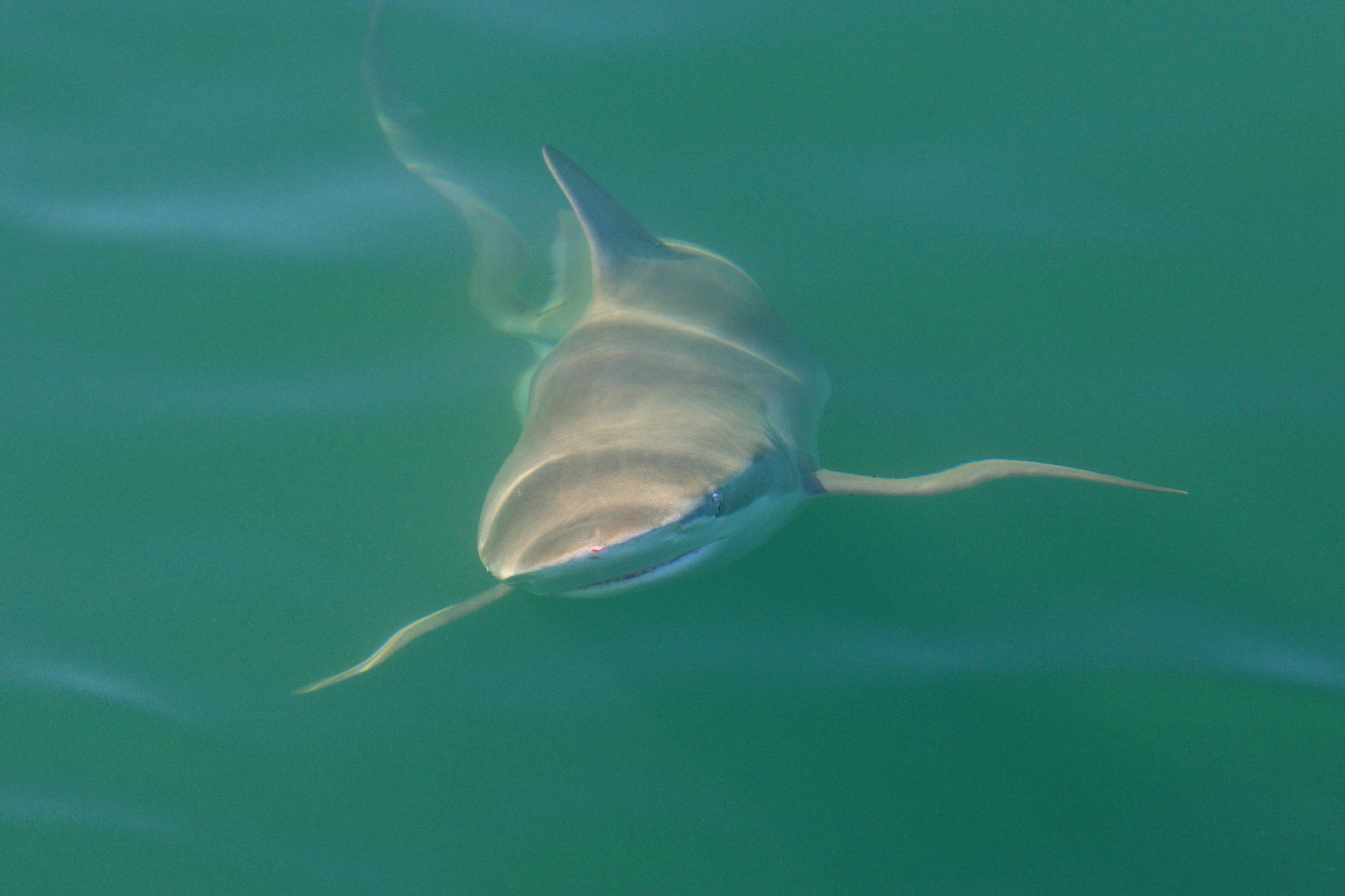 Cape Town Shark Cage Diving – False Bay Ocean Safari