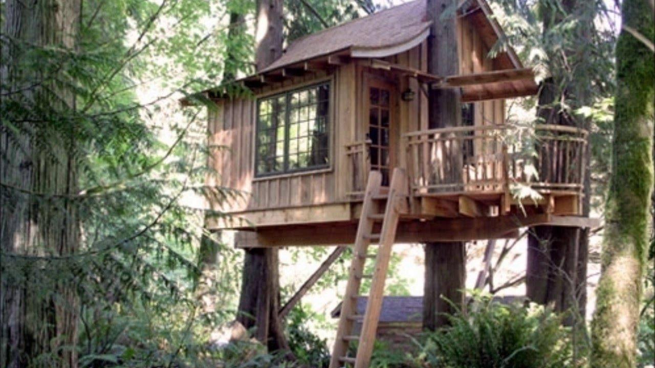 Manu National Park Treehouse Adventure – 4 Days from Cusco