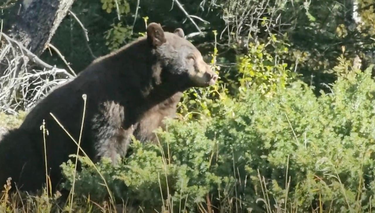Banff Evening Wildlife Safari