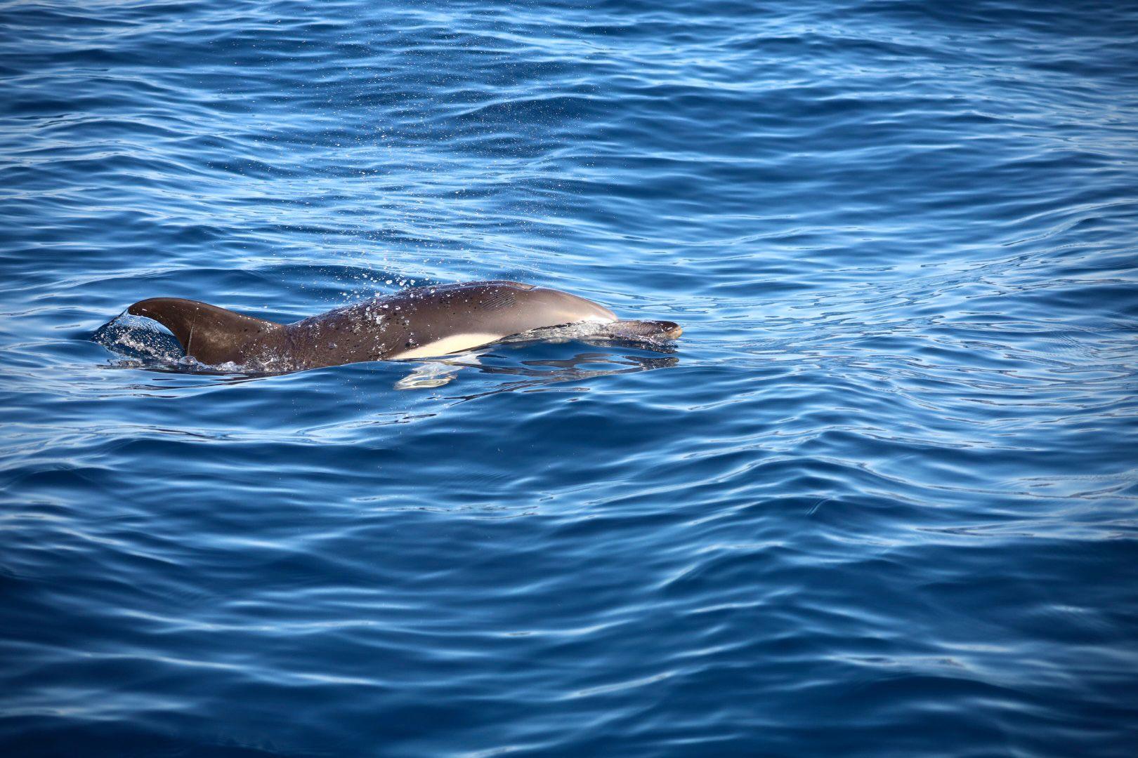 Lisbon Ocean Safari with Marine Biologists