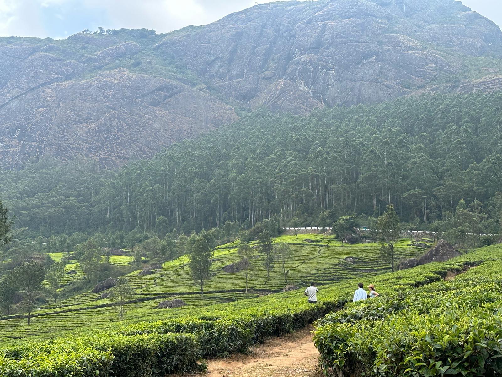 Munnar Guided Tea Plantation, Factory & Tasting Tour