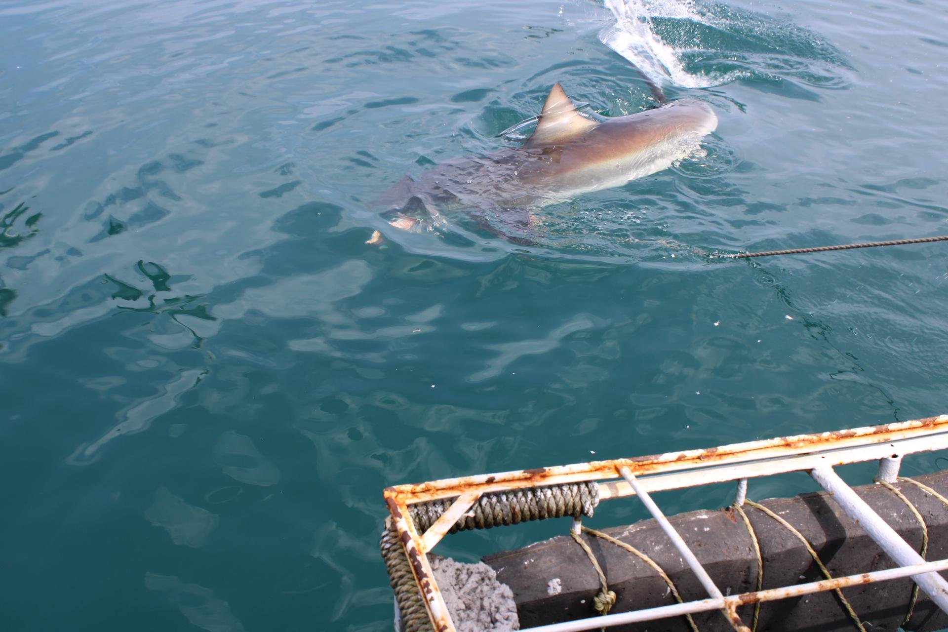 Private Shark Cage Diving Day Tour from Cape Town