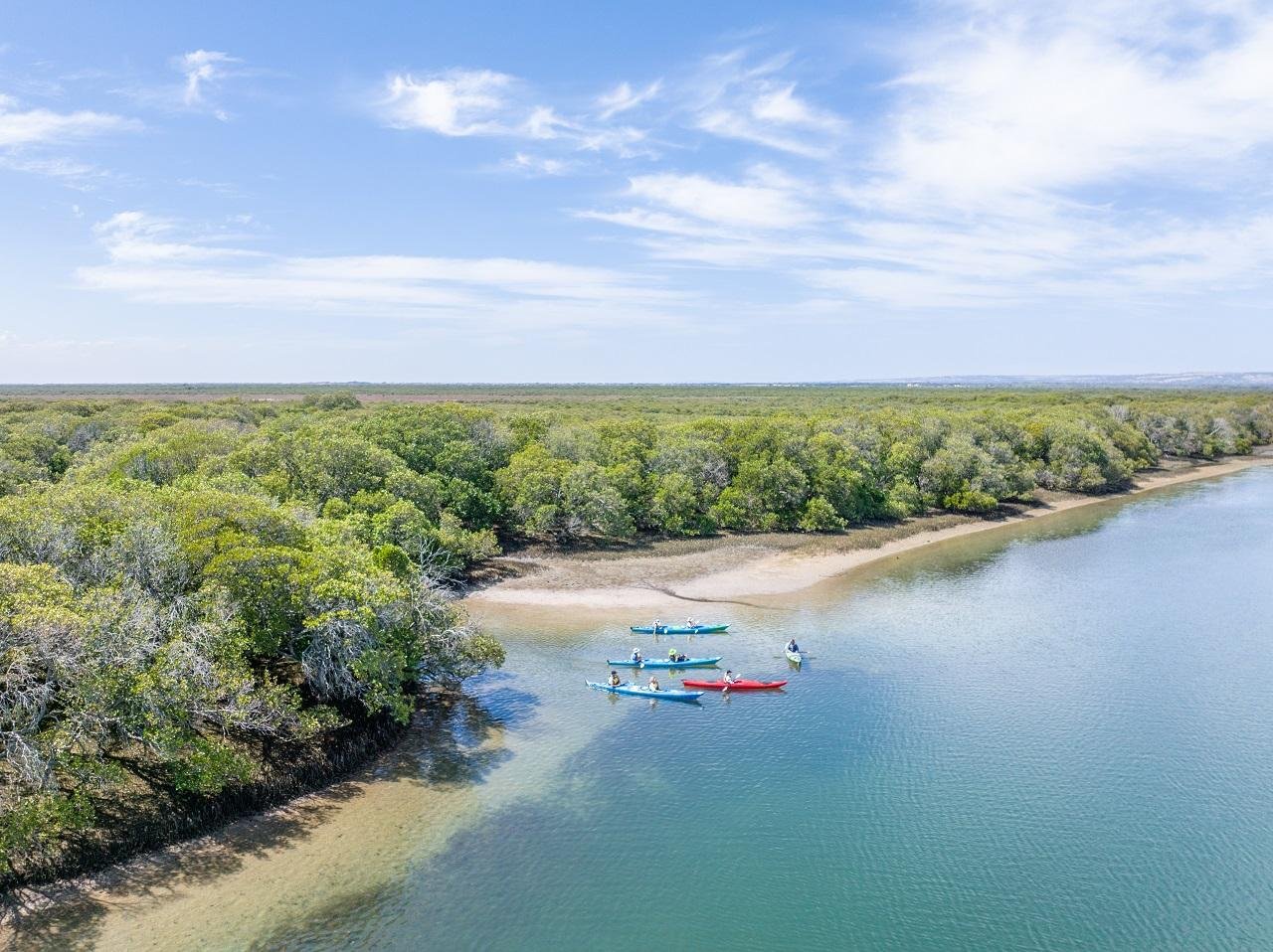 Dolphin Sanctuary Mangrove Kayak Adventure