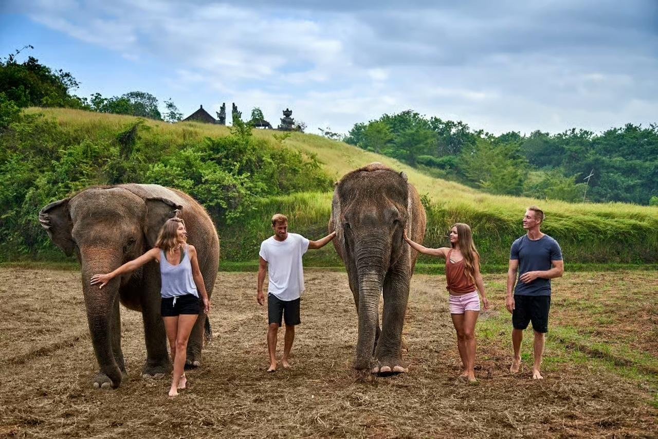 Bali Zoo: Orangutan Breakfast & Elephant Care Experience