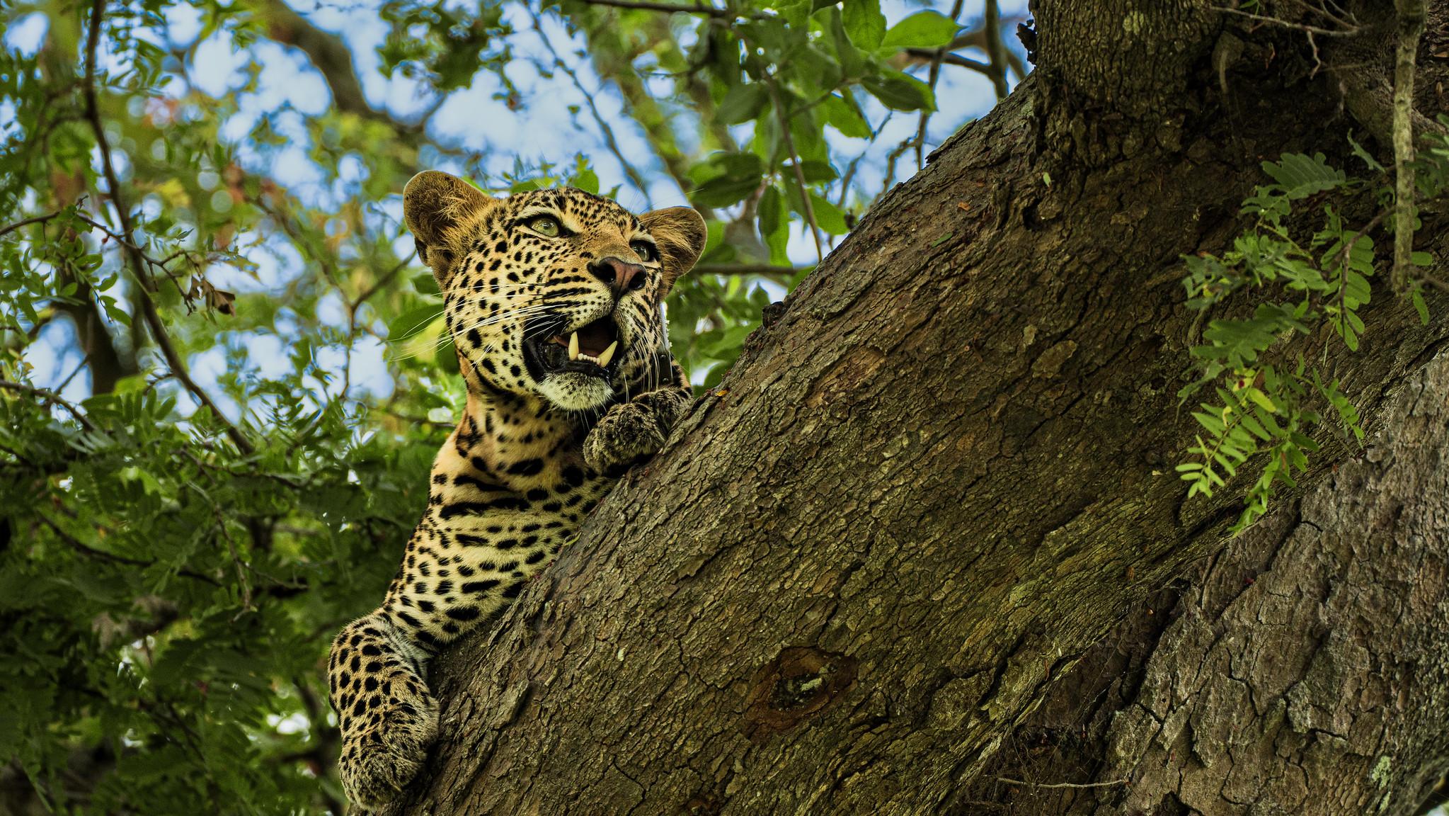 Zanzibar to Mikumi: Fly-In Safari Day Trip with Bush Lunch