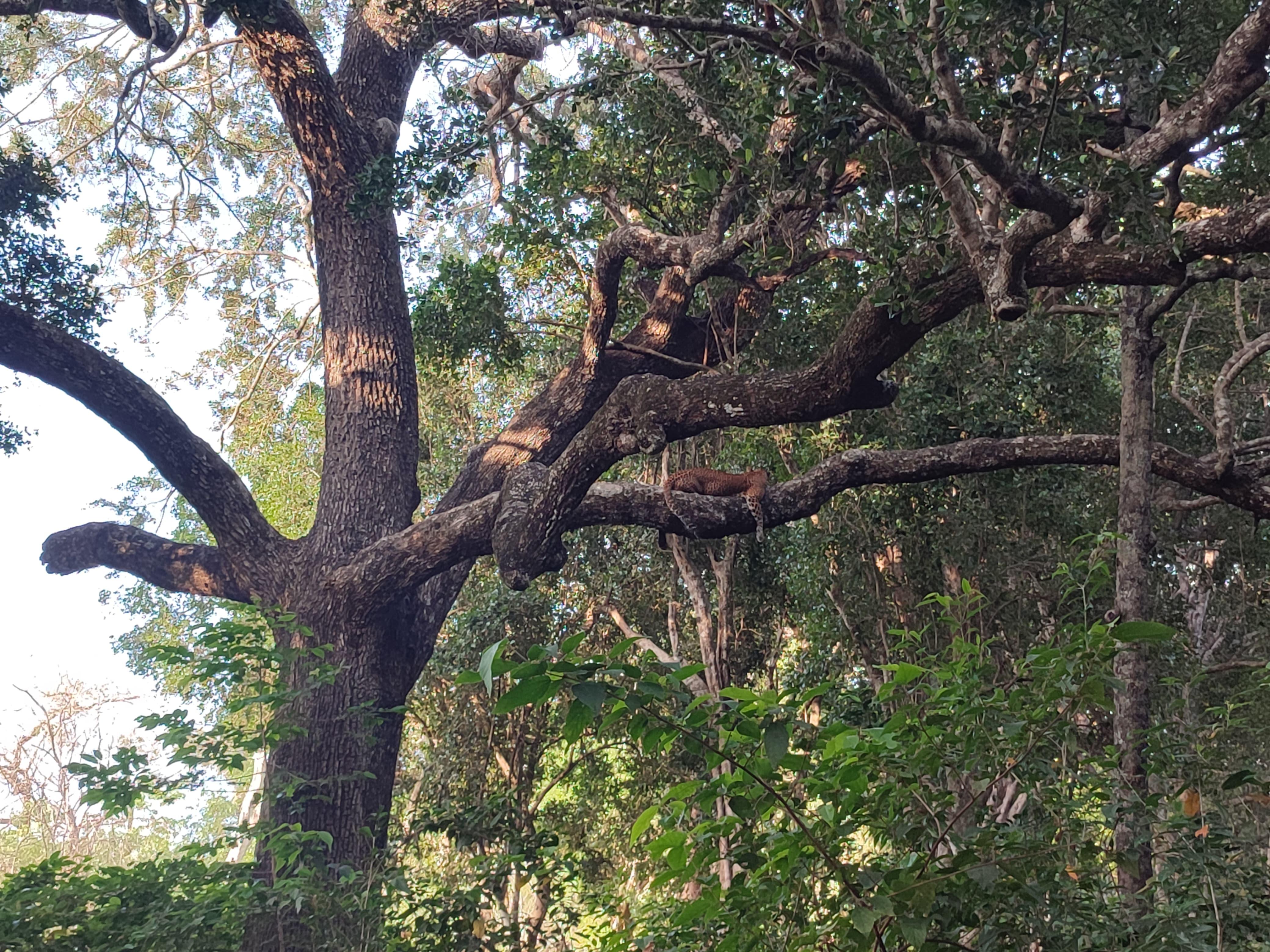 Full-Day Wilpattu National Park Safari Adventure