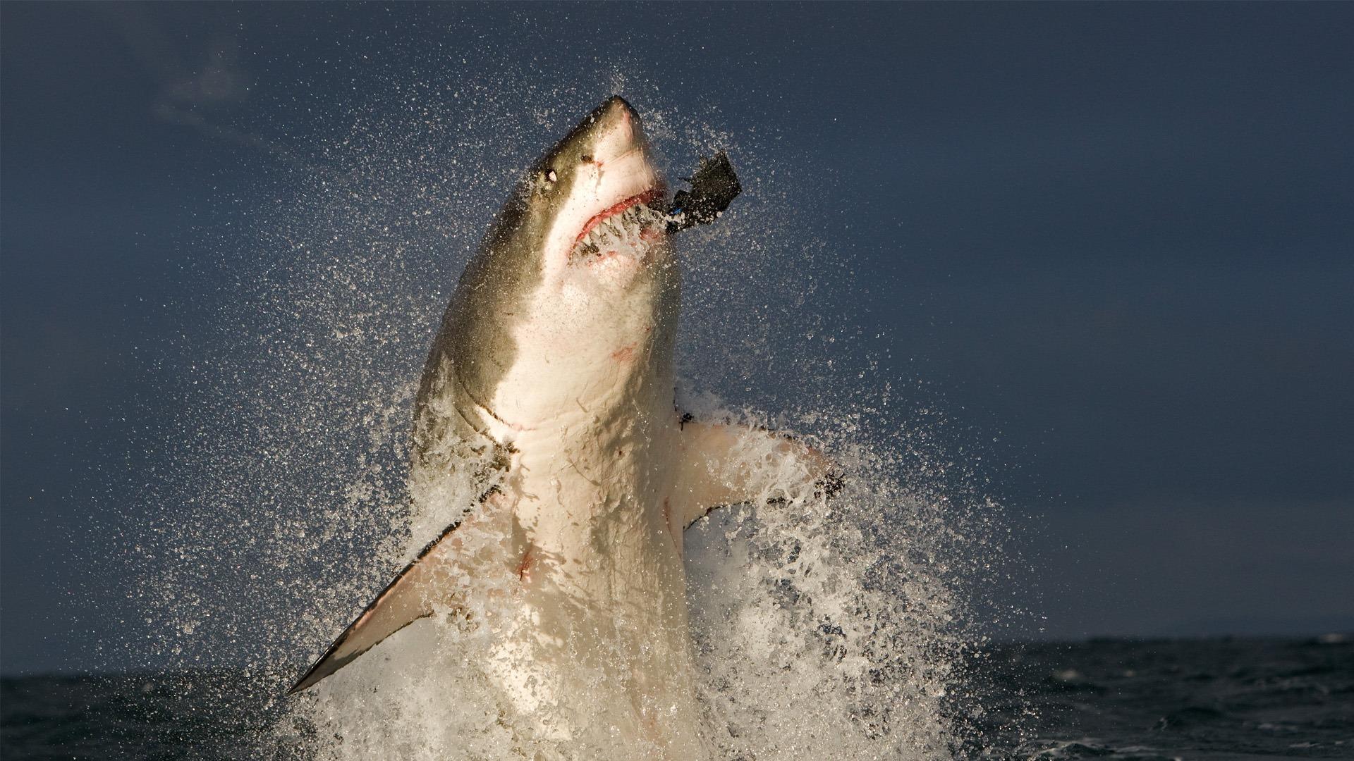 Gansbaai Great White Shark Cage Diving from Cape Town
