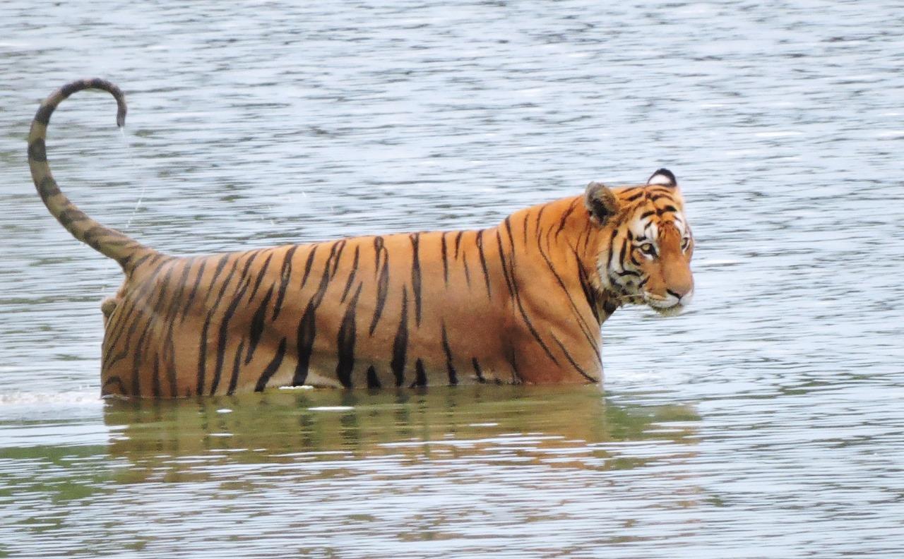 Bardia National Park: 3-Night Bengal Tiger Safari