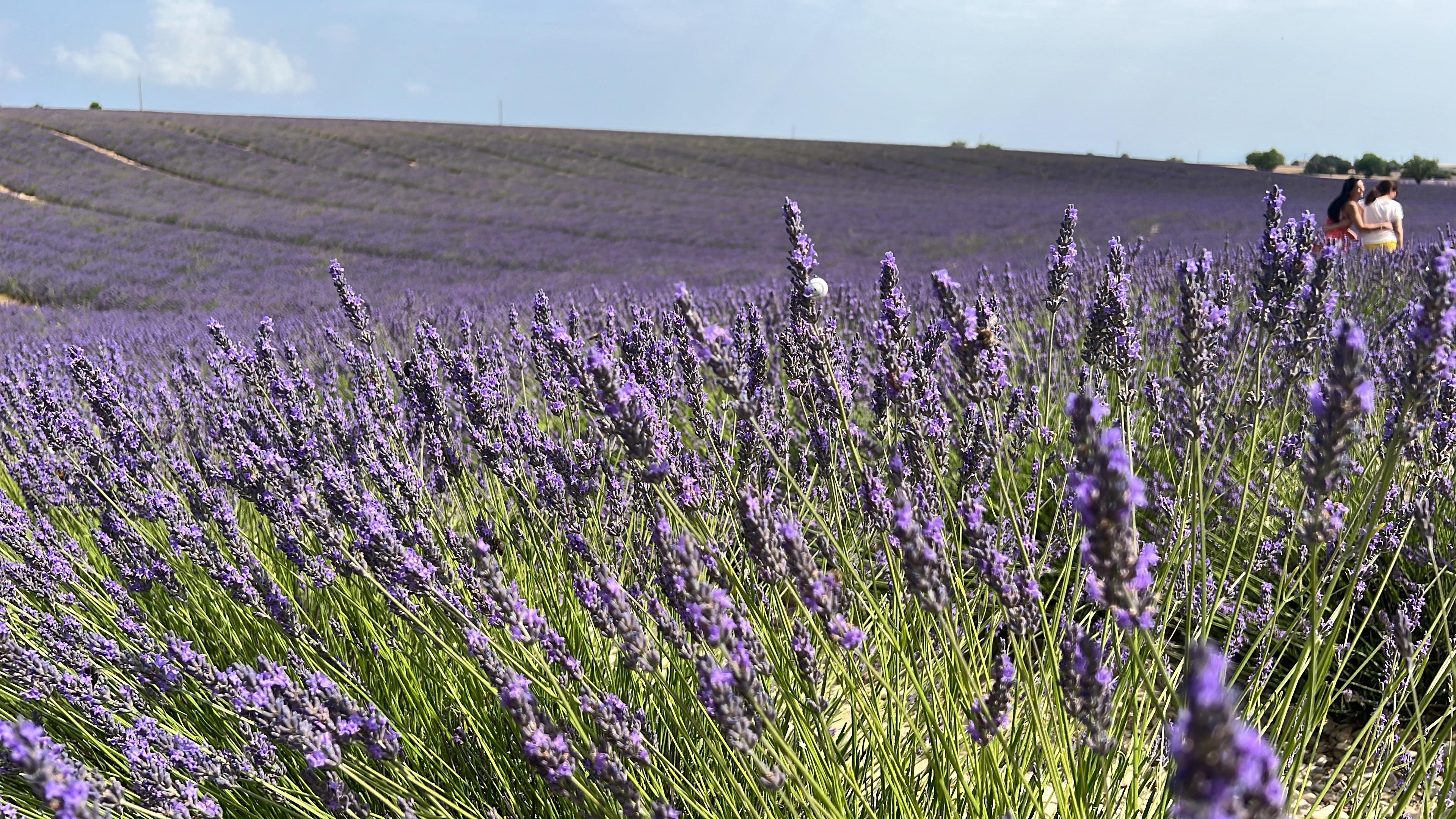 Valensole lavender fields in Provence — guided lavender tour photo 21