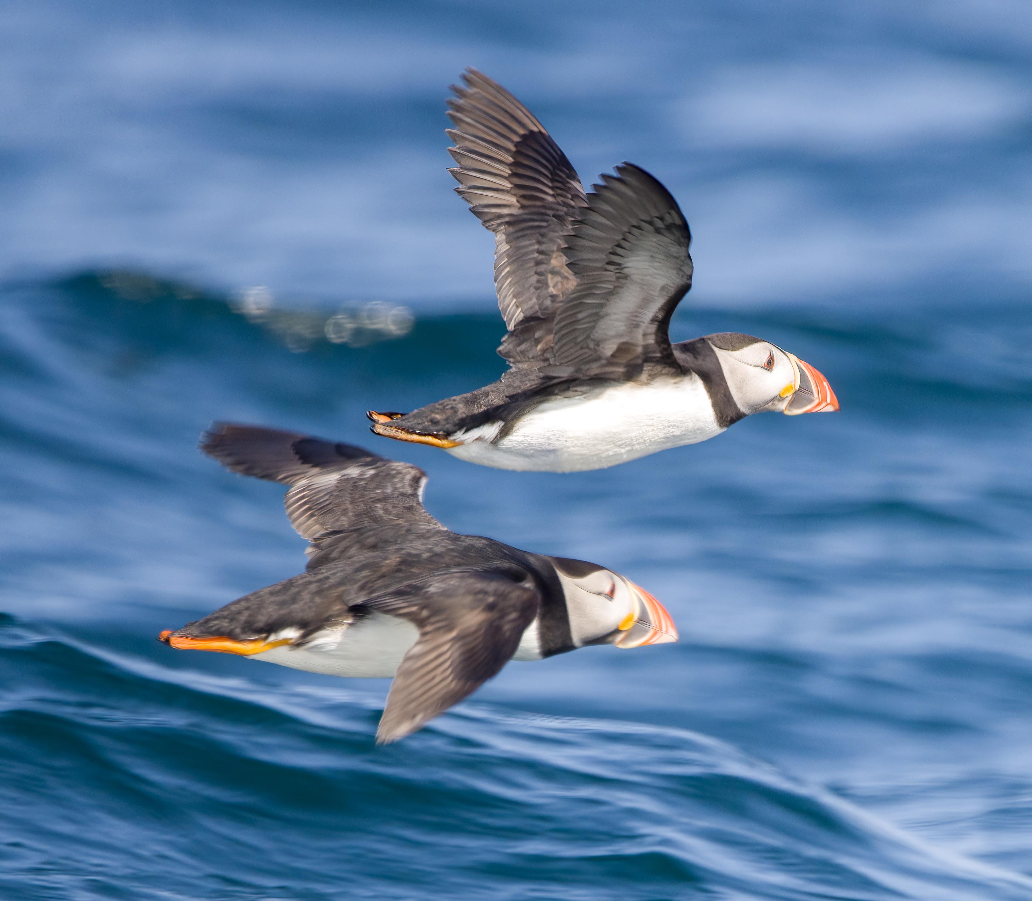 Padstow RIB Sealife Safari – North Cornwall Coast