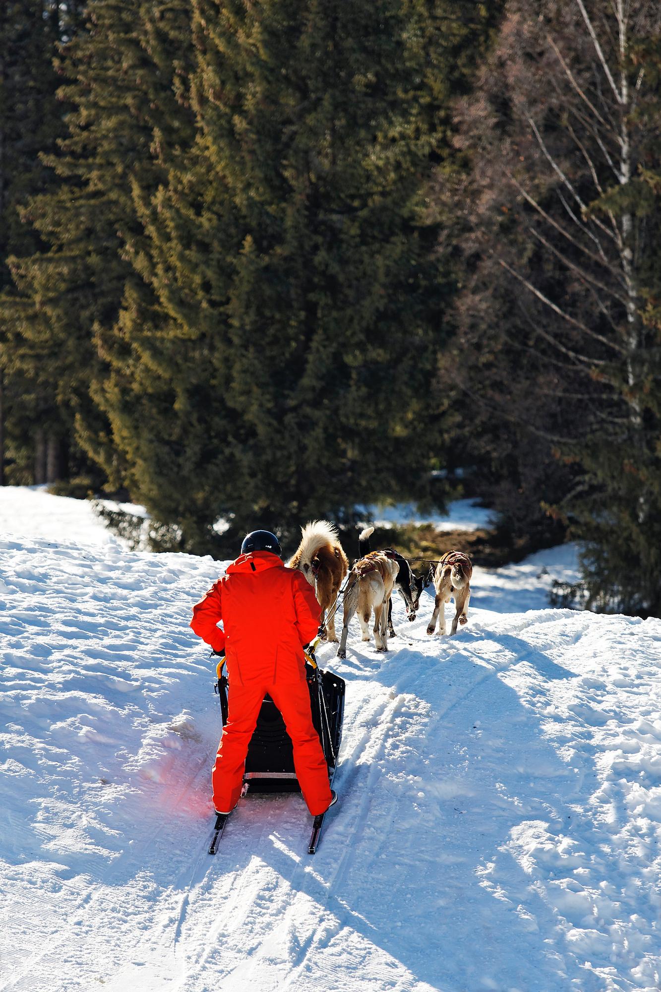 Rovaniemi Private Husky Safari with Sled Ride & Hot Drinks