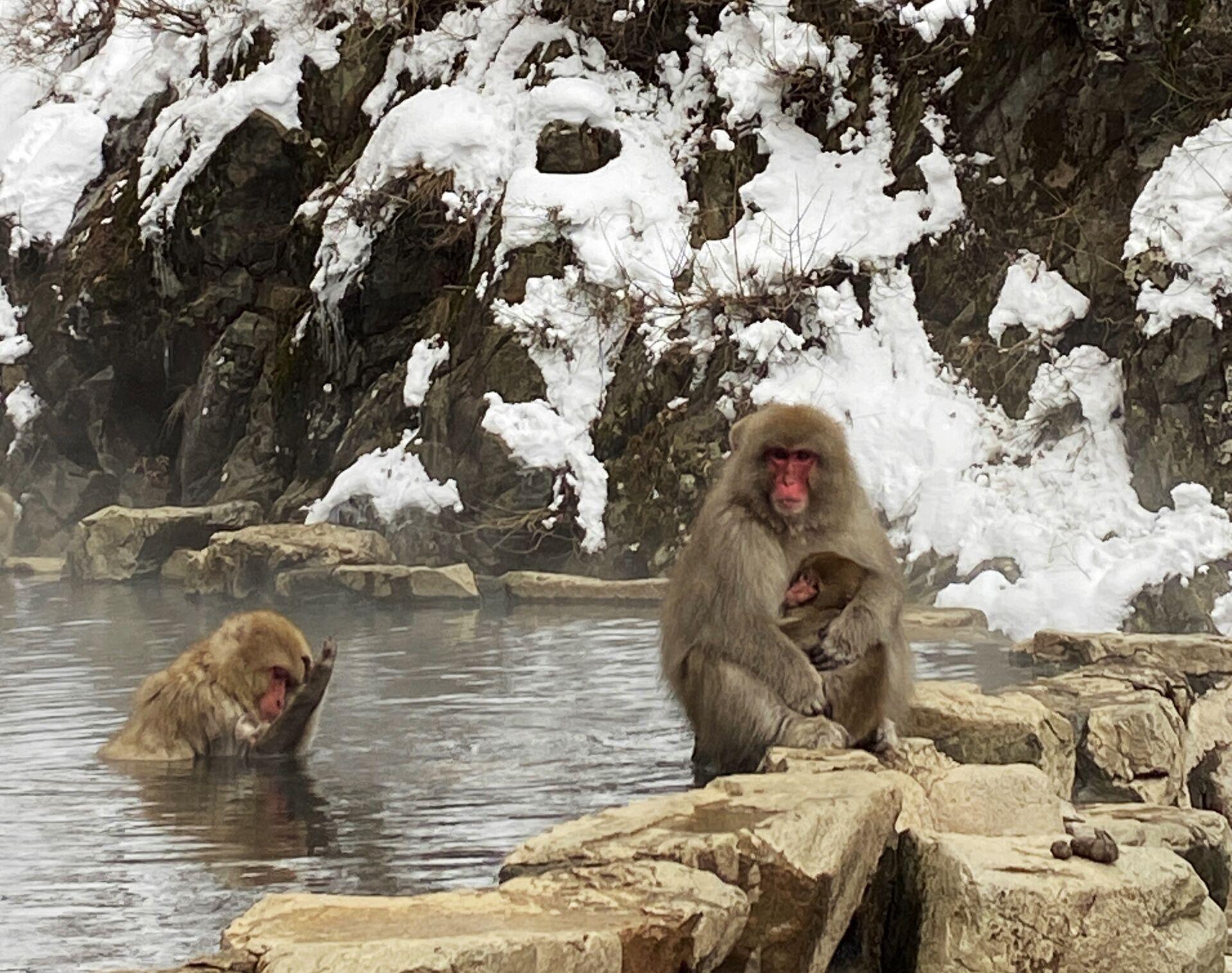 Snow Monkeys, Zenko-ji Temple & Sake Tasting Day Trip from Nozawa Onsen