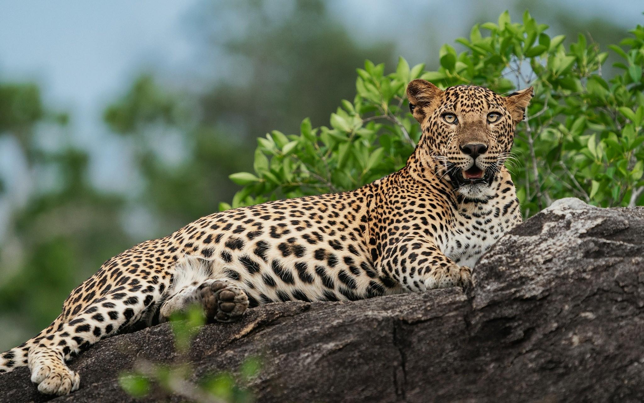 Full-Day Wilpattu National Park Safari Adventure