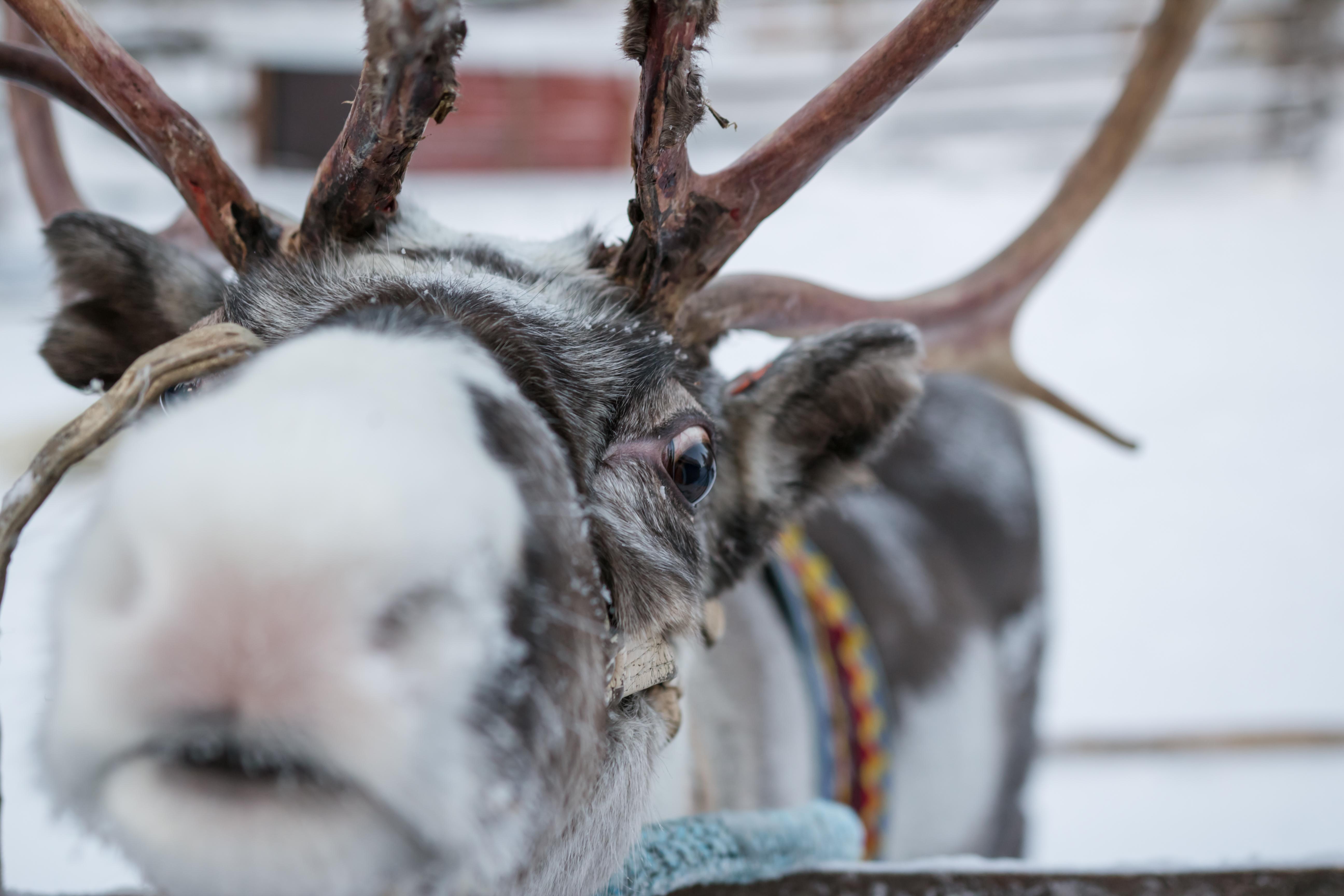 Rovaniemi Arctic Day: Santa's Village, Snowmobile Safari & Reindeer Farm