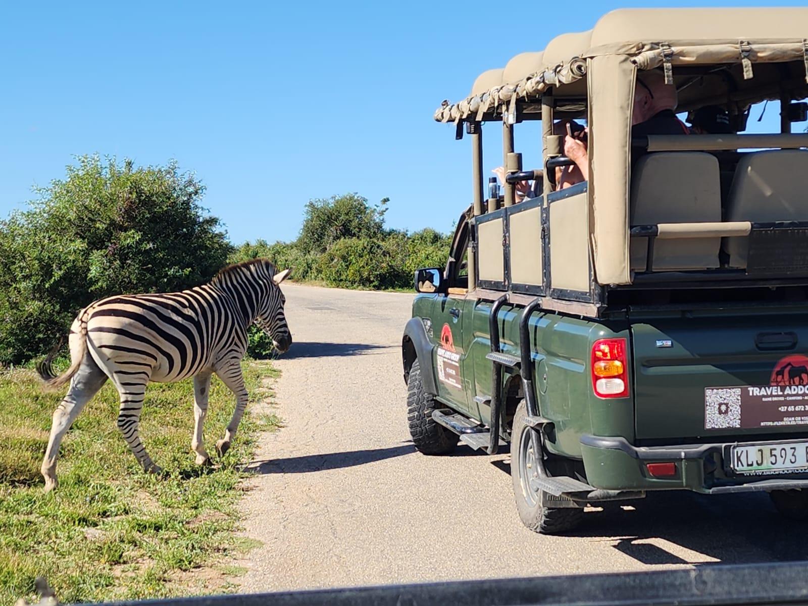 Addo Elephant National Park Half-Day Safari