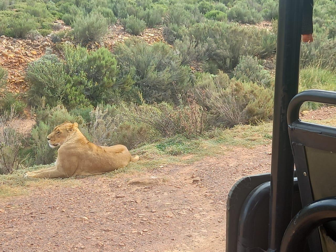 Cape Town: Big Five Sunset Safari at Aquila Game Reserve