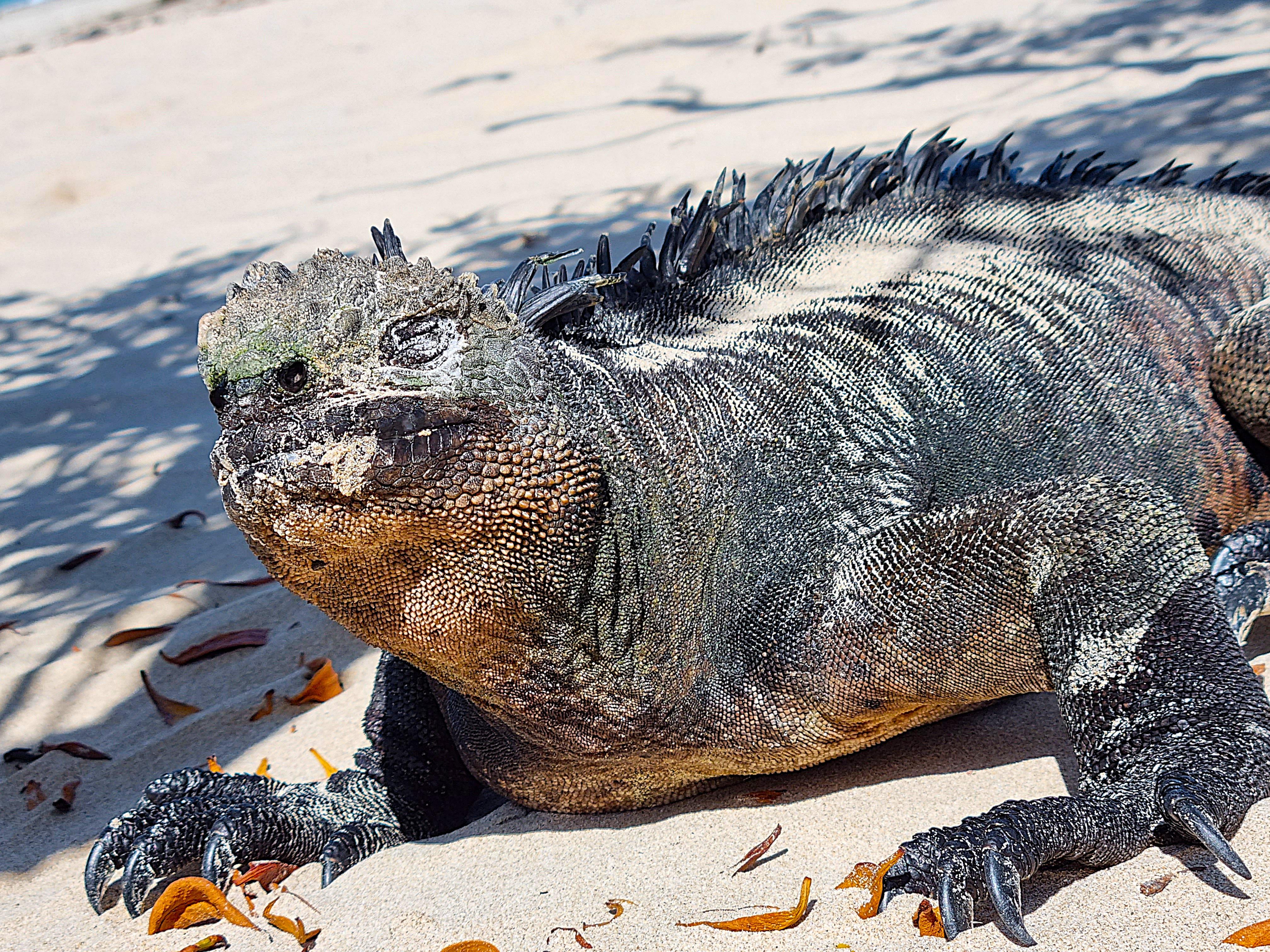 Galápagos Premium 4-Day Expedition: Nature & Luxury