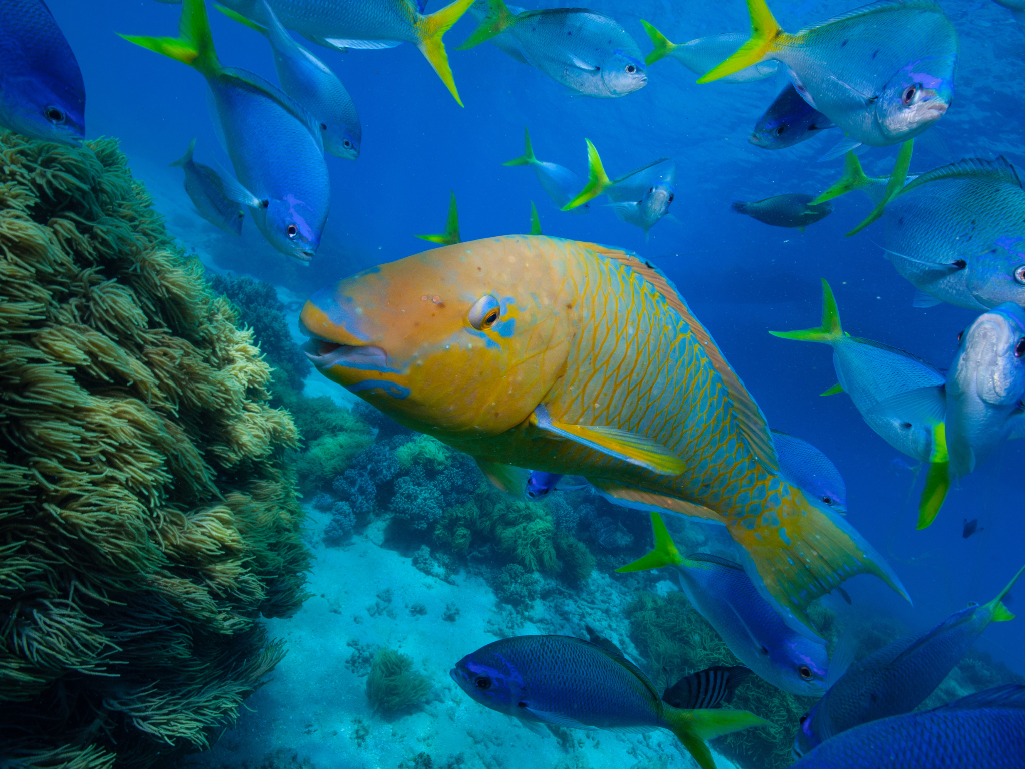 Koh Tao and Nangyuan Snorkeling Speedboat Adventure from Samui