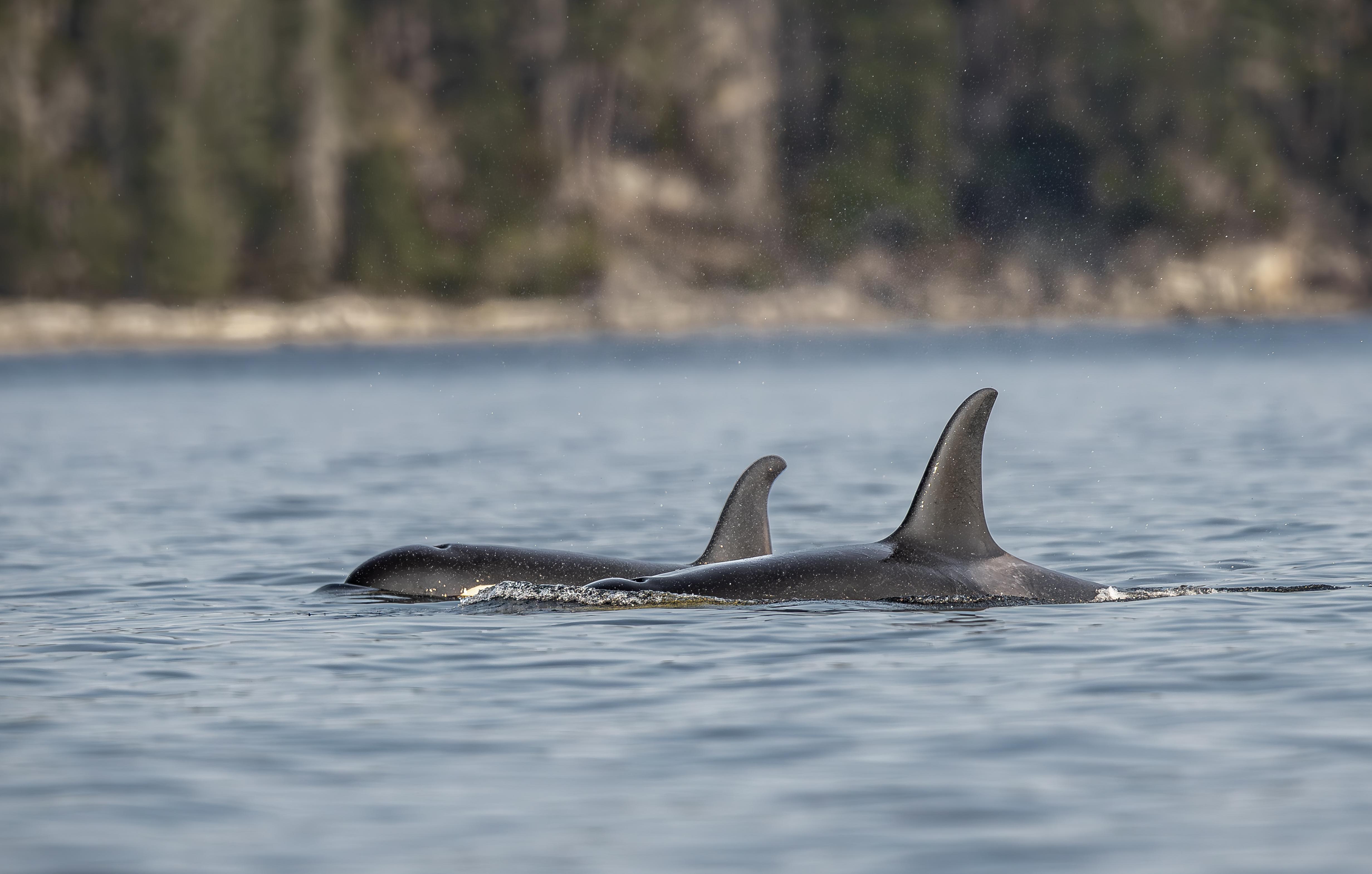 Private Whale Watching Adventure in Discovery Islands