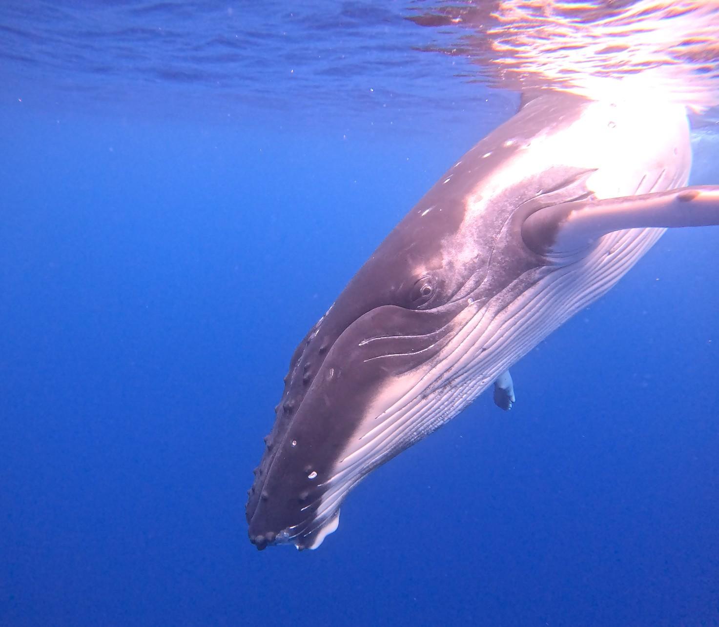 Humpback Whale Watching Expedition in Tahiti