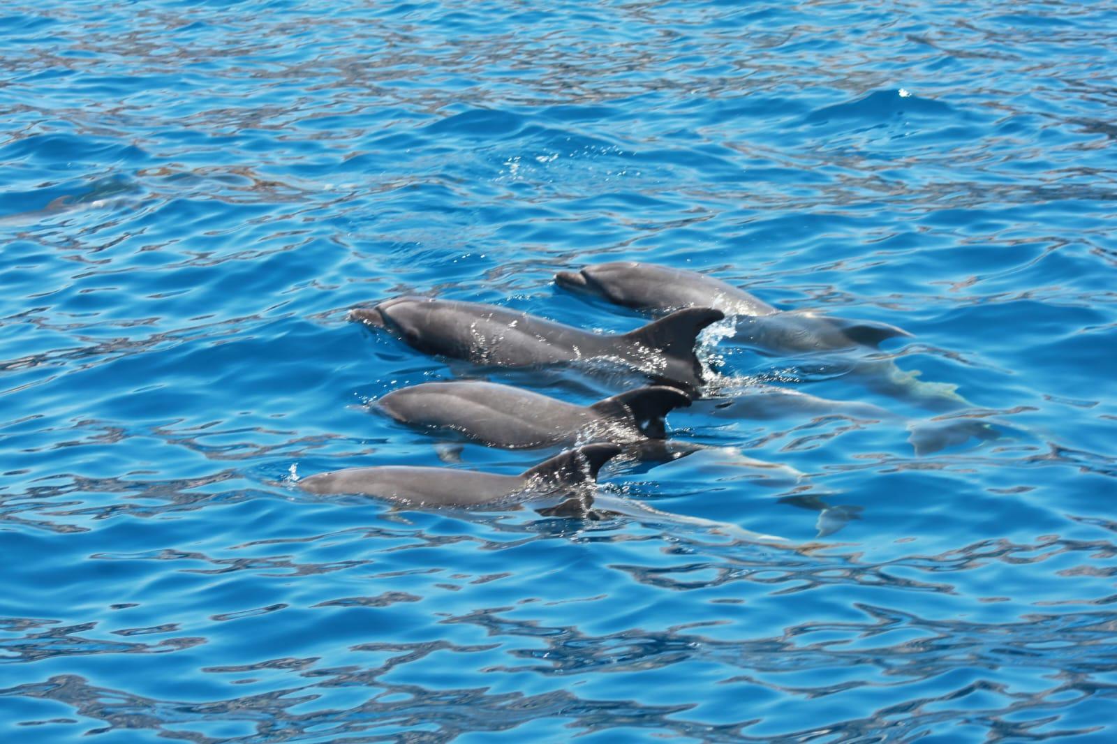 Luxury Whale Watching Safari in South Tenerife