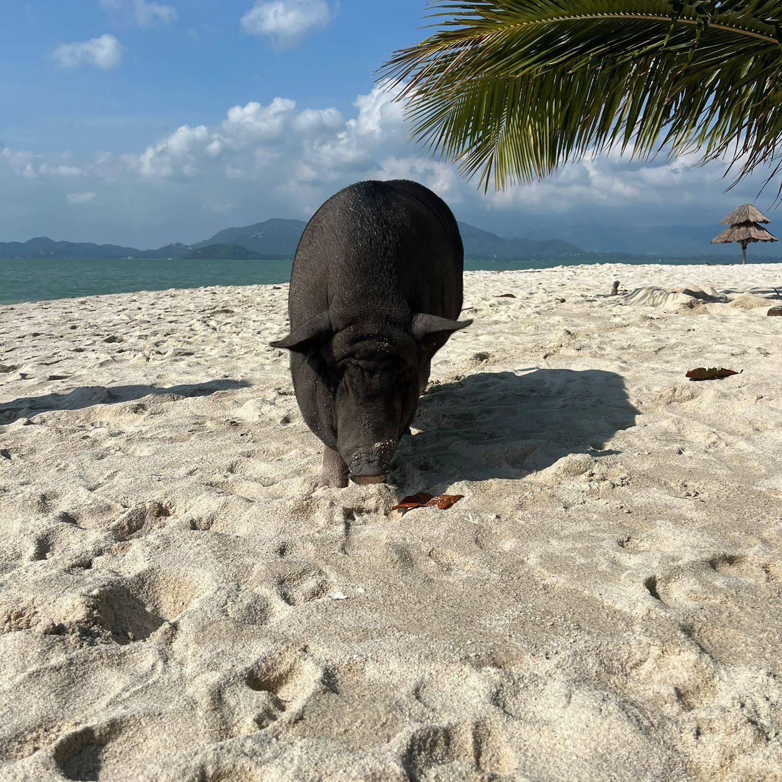 Koh Samui Jet Ski Safari: Pig Island & Five Islands