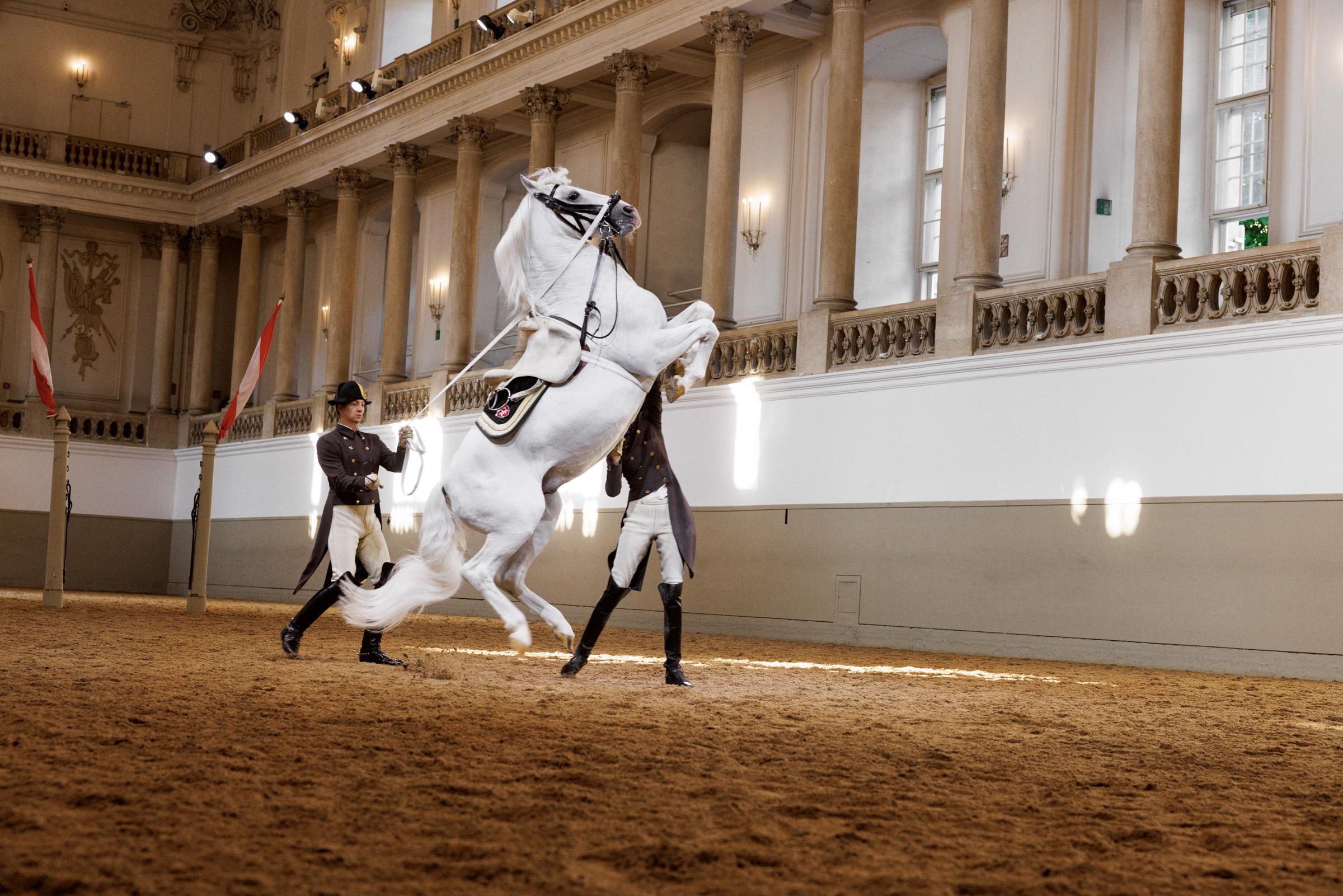 Spanish Riding School 45-Minute Classical Performance