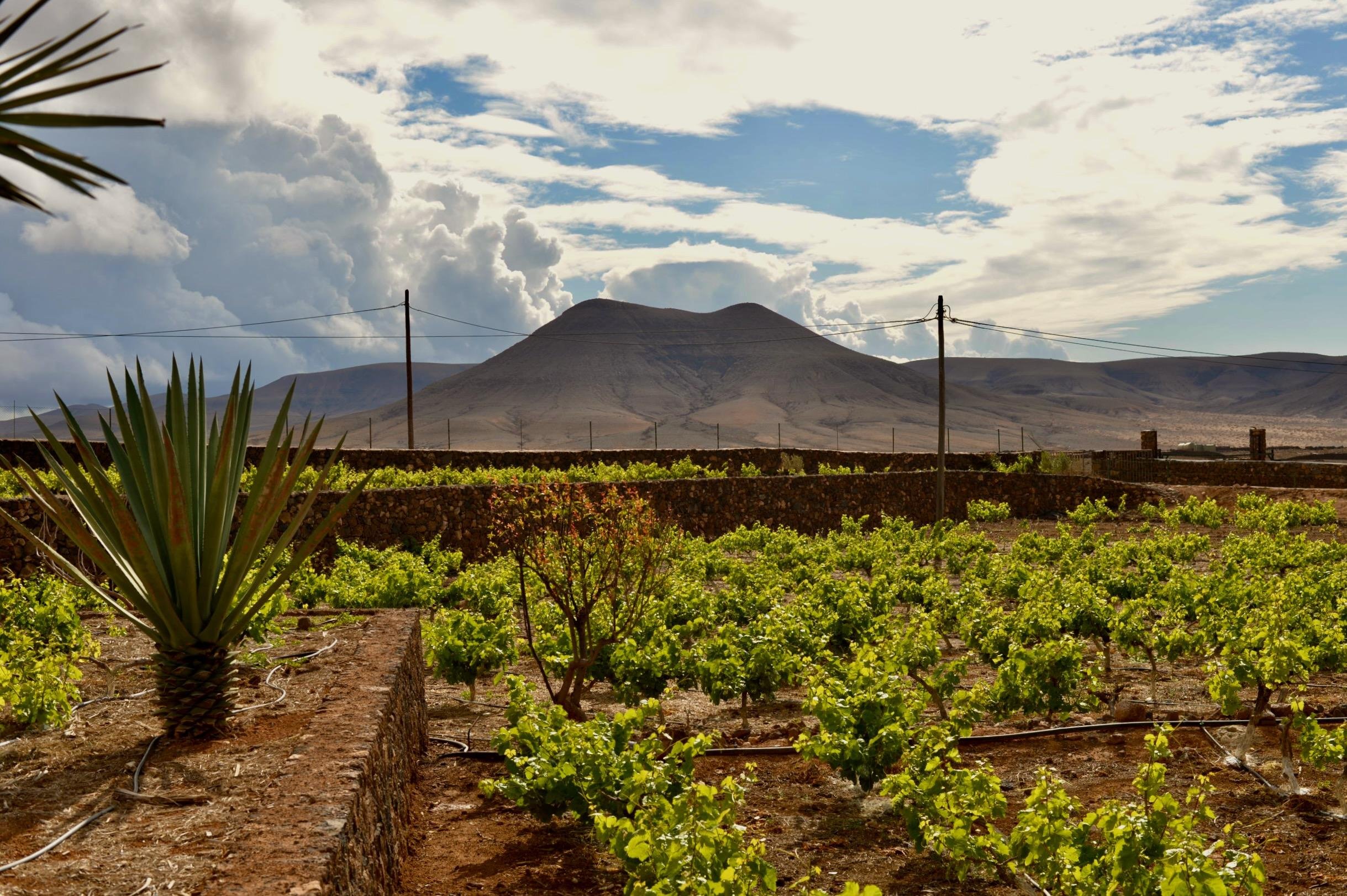Conatvs Winery Tour with Wine Tasting in Spanish