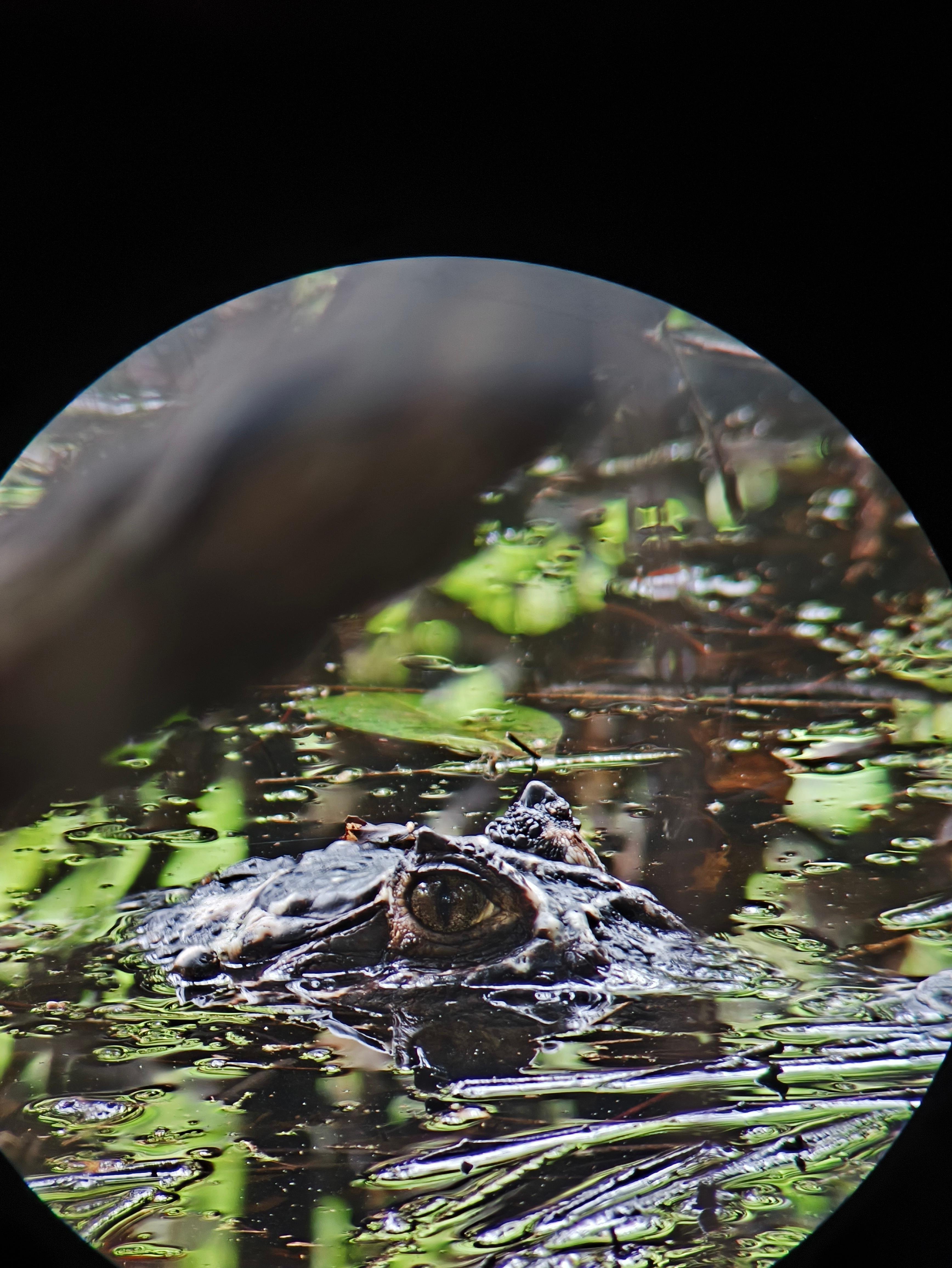 Manuel Antonio National Park: Expert-Guided Wildlife Hike