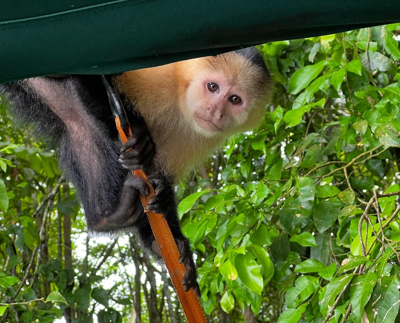 Panama Canal wildlife tour in Soberania National Park and on Gatun Lake — image 5