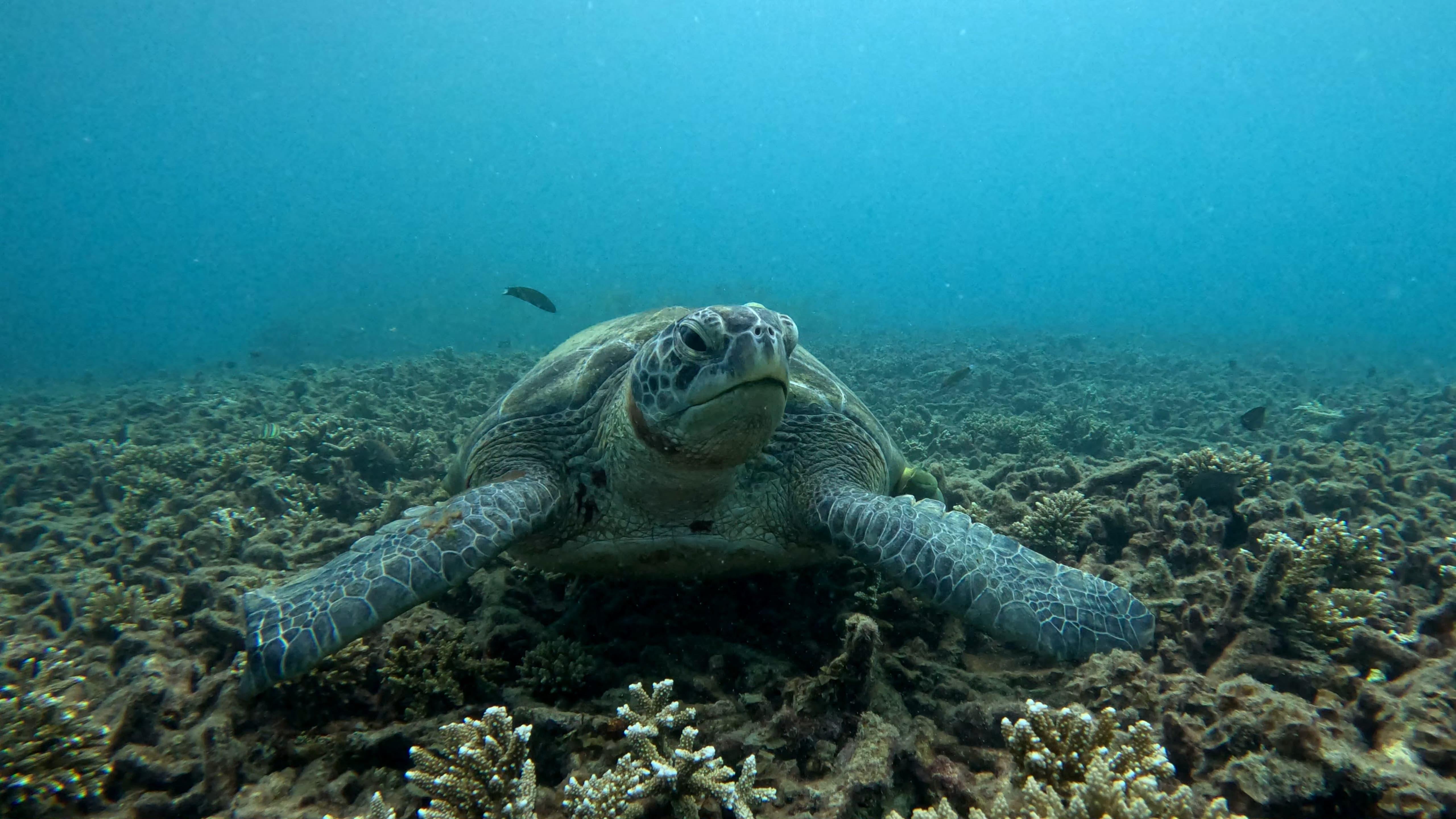 Koh Tao Sunset Snorkeling Boat Tour