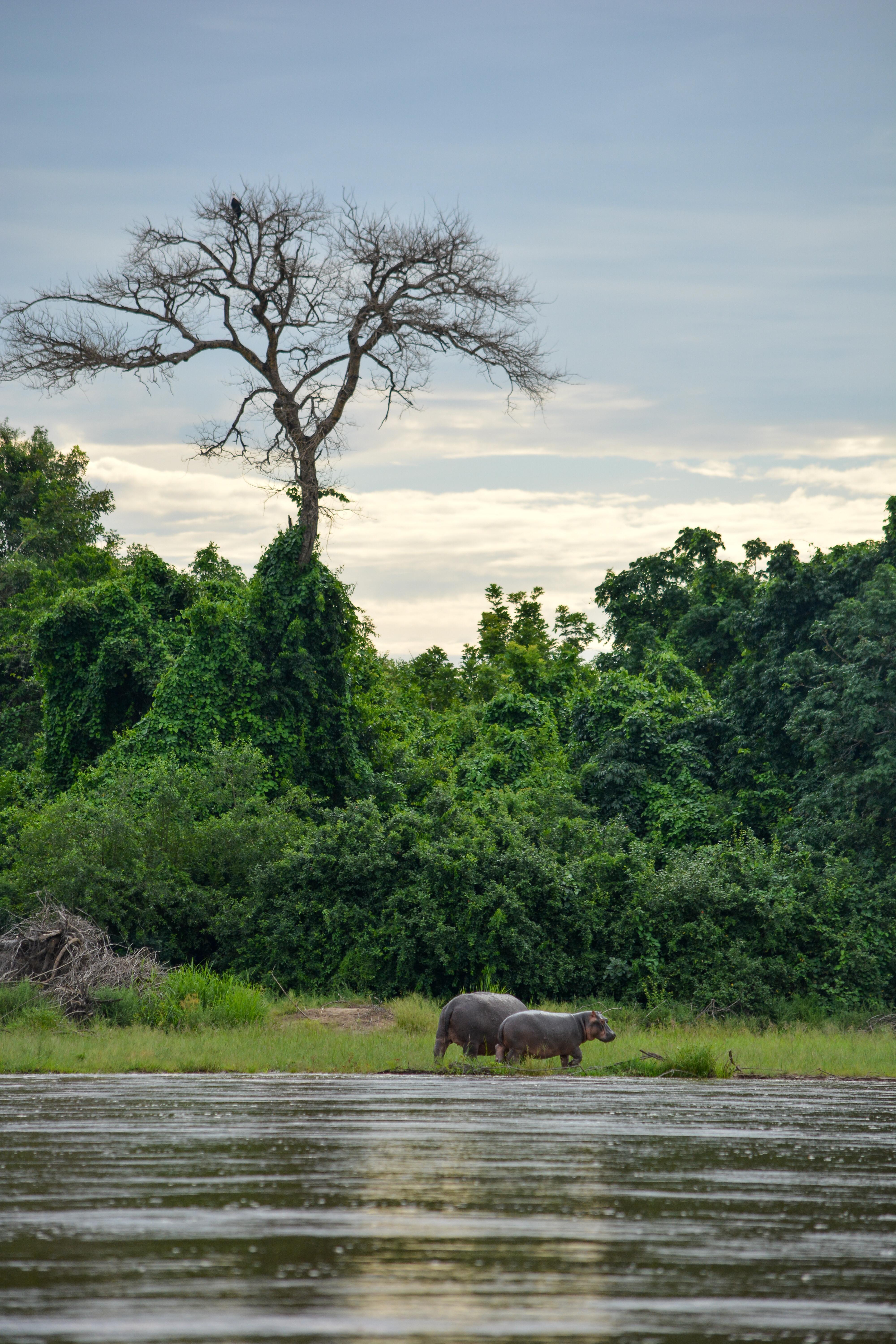 Zanzibar to Selous: Full-Day Safari with Bush Lunch (+ 2-Day Option)